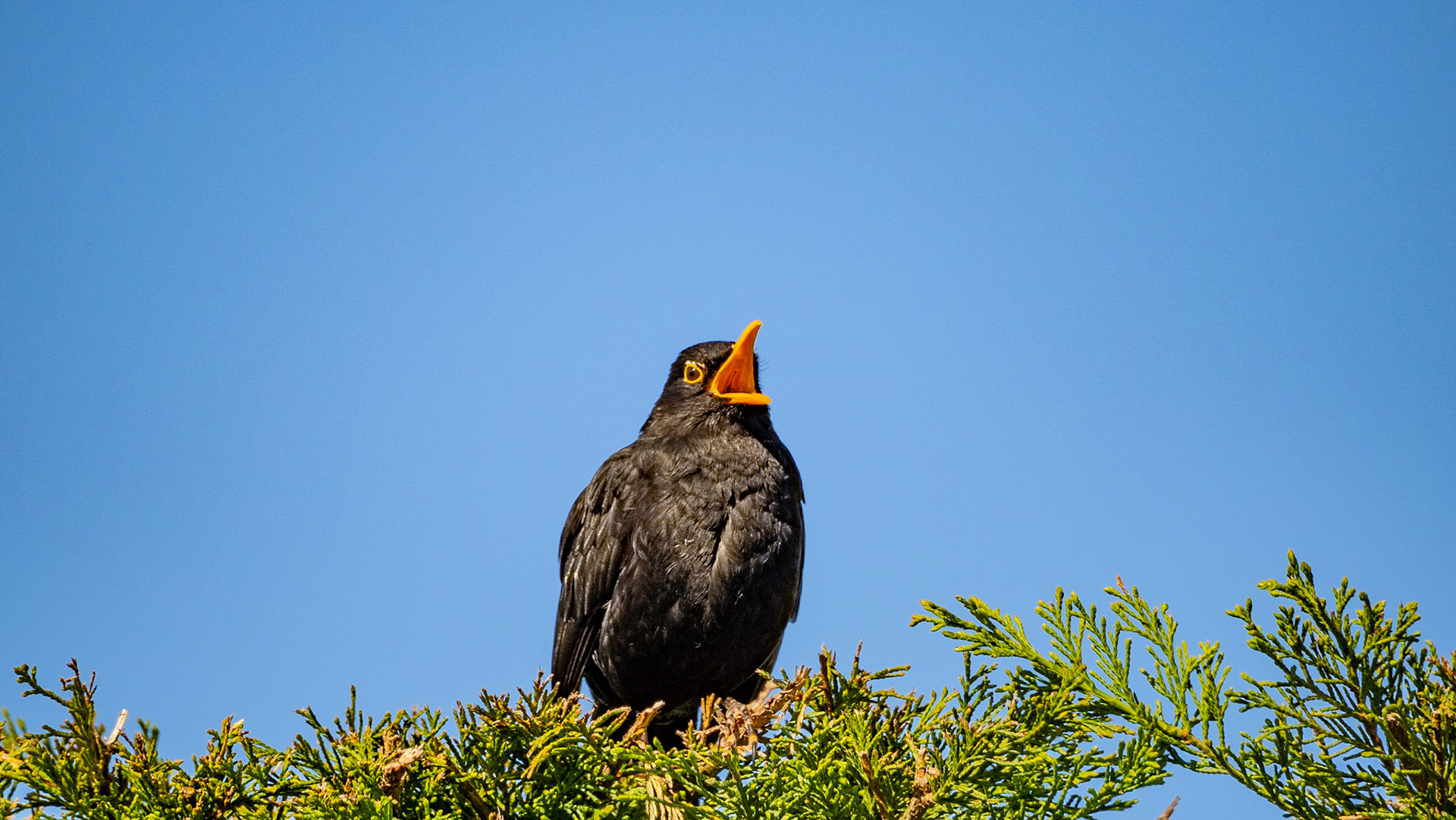 Lockdown wildlife, April 2020