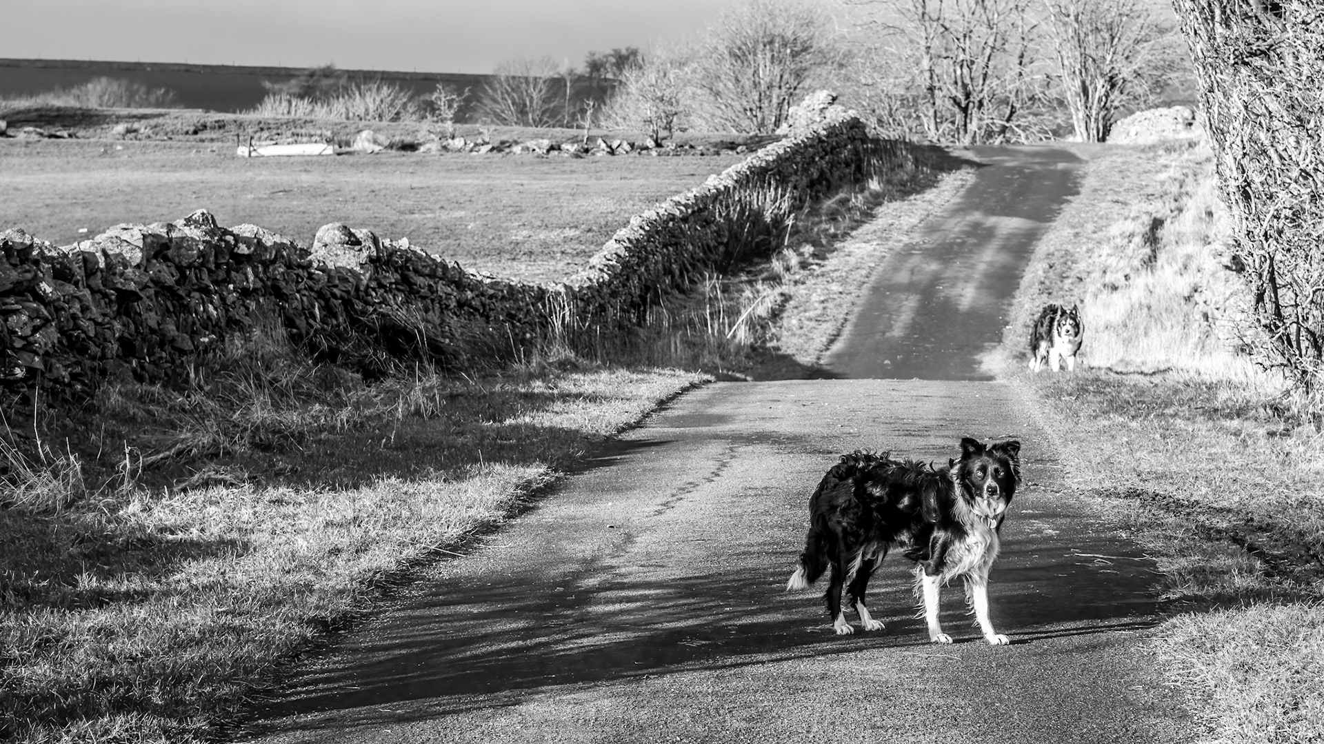 Megan and Ted by Low Todrigg, February 2016