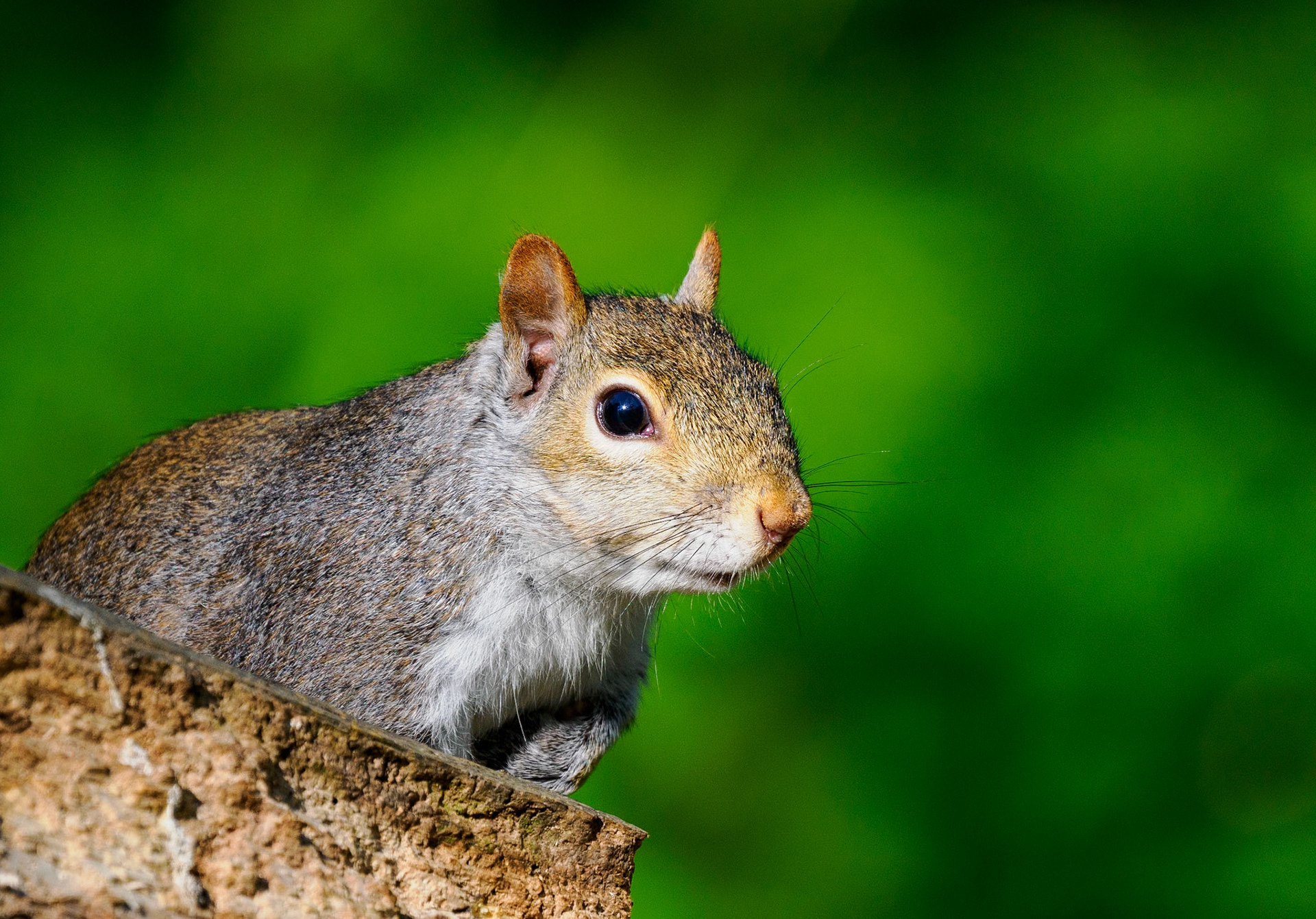 Squirrel at the bird hide in Bishopstone, April 2022