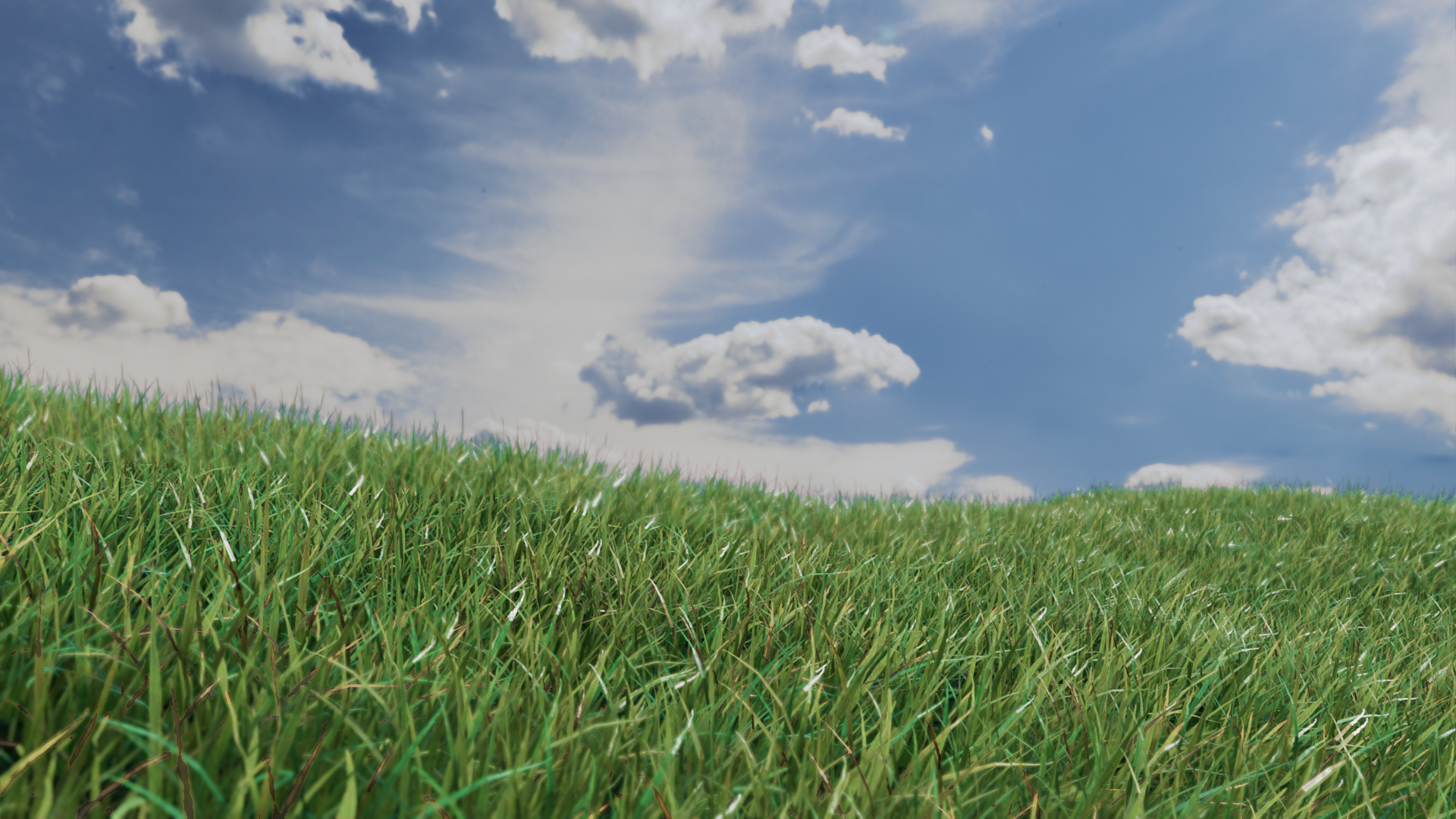Grassy Field - 2022