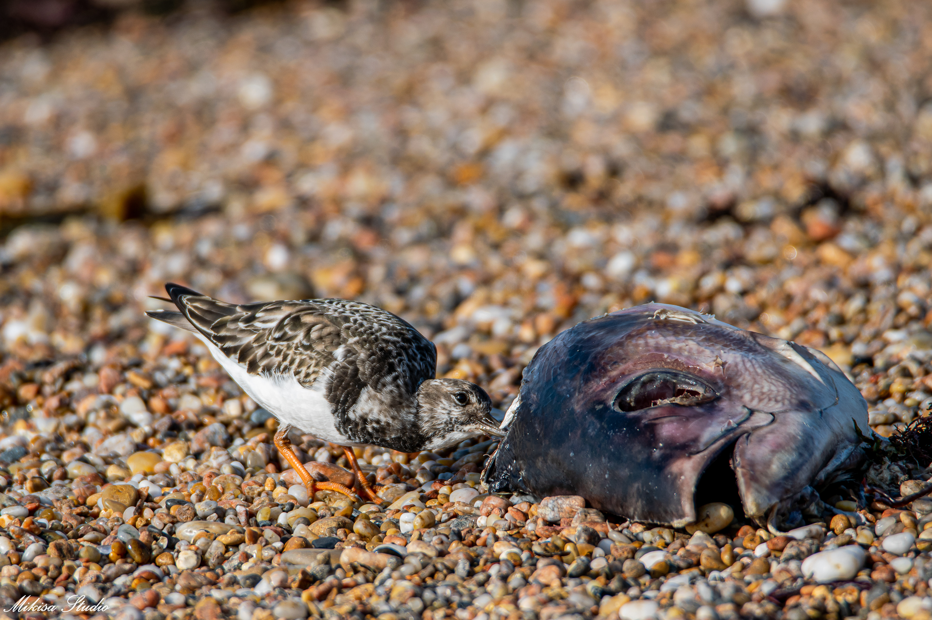 Un tourne pierre à collier mange une carcasse de poisson sur une plage de Vendée, photo 113