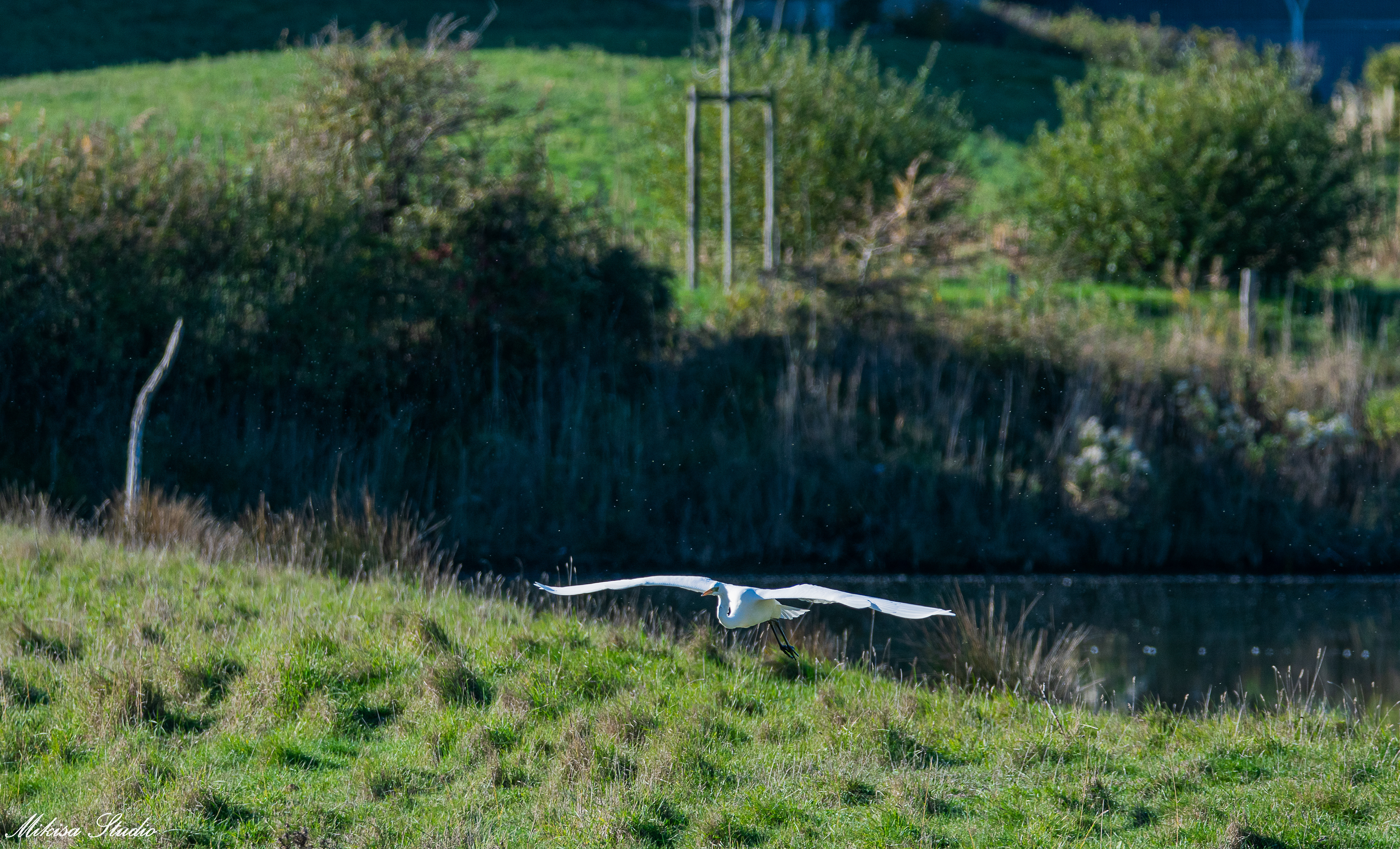 Grande aigrette en vol dans les marais de Saint Gilles Croix de Vie photo 114