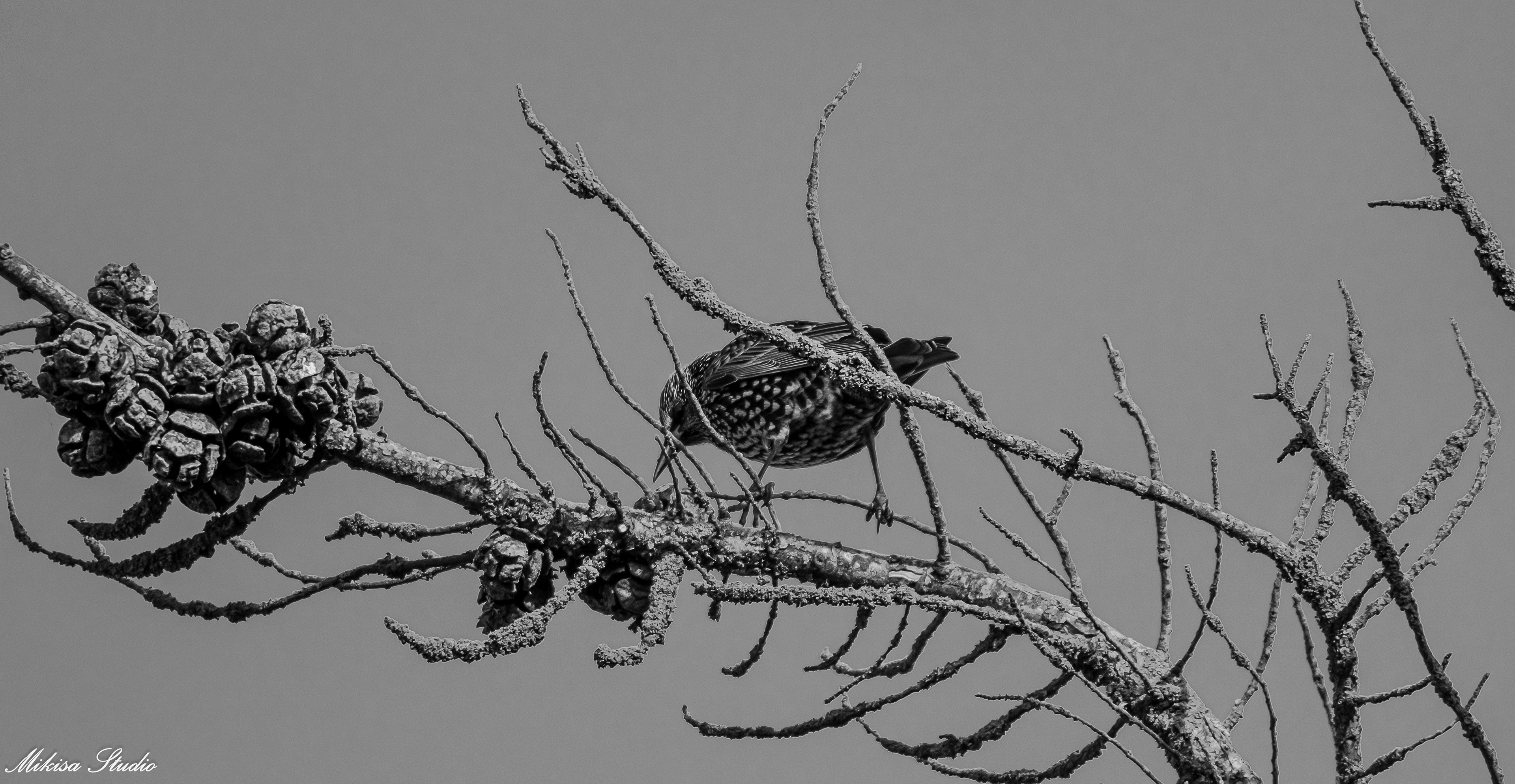Etourneau Sansonnet sur une branche, photo noir et blanc 157