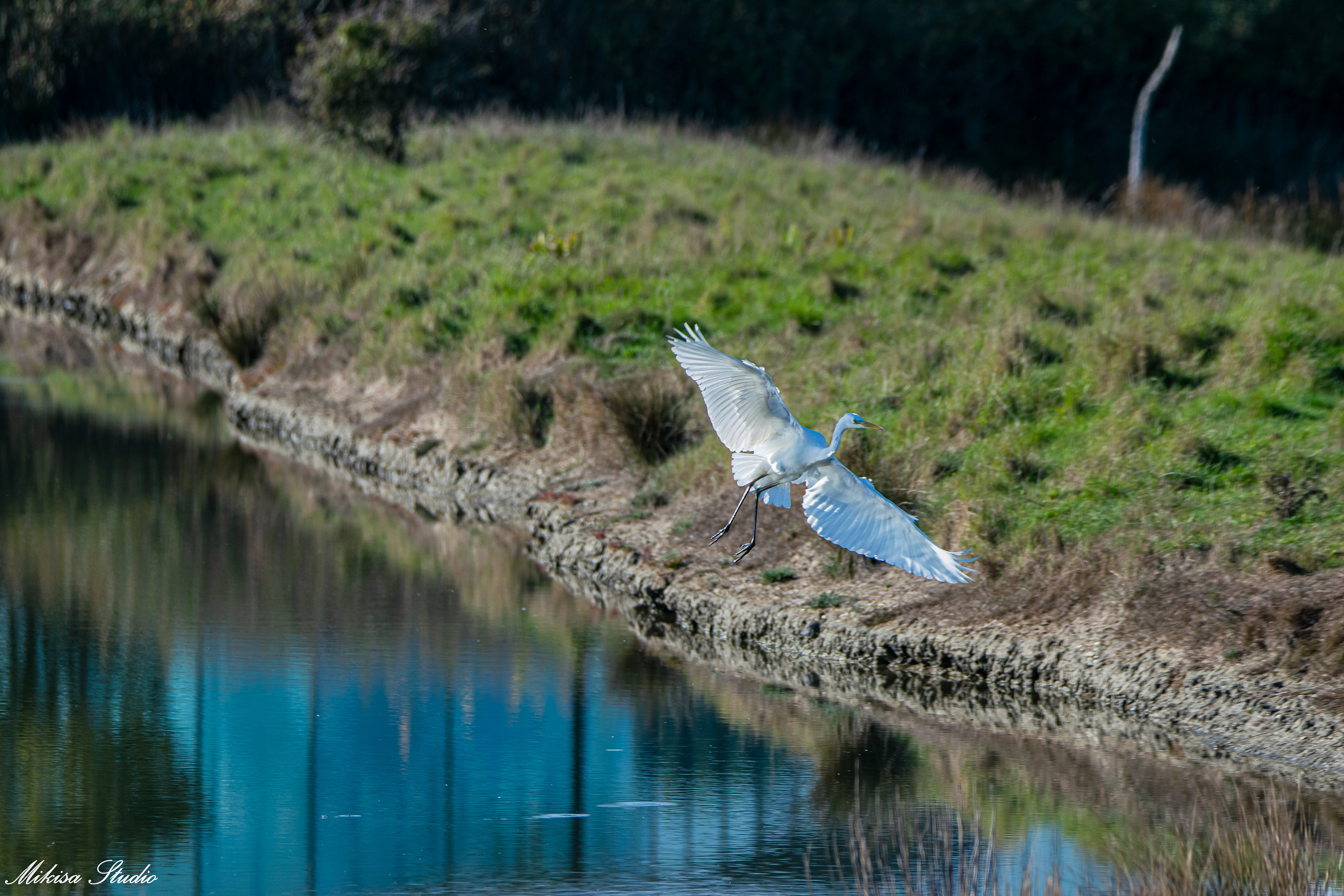 Grande aigrette en vol dans les marais de Saint Gilles Croix de Vie photo 117