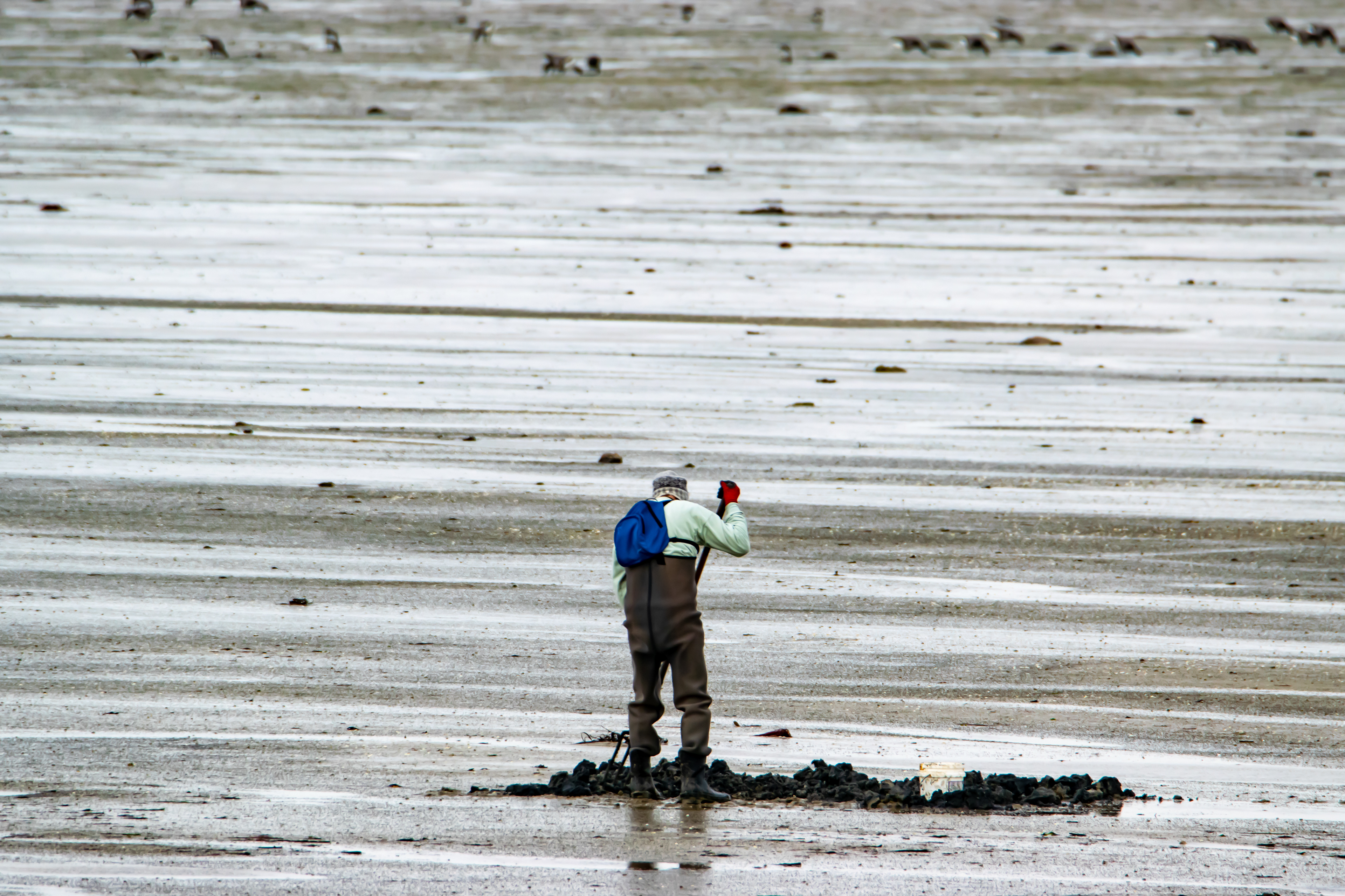 Pêche à pied au passage du Gois qui joint l’île de Noirmoutier au continent, Vendée photo 62