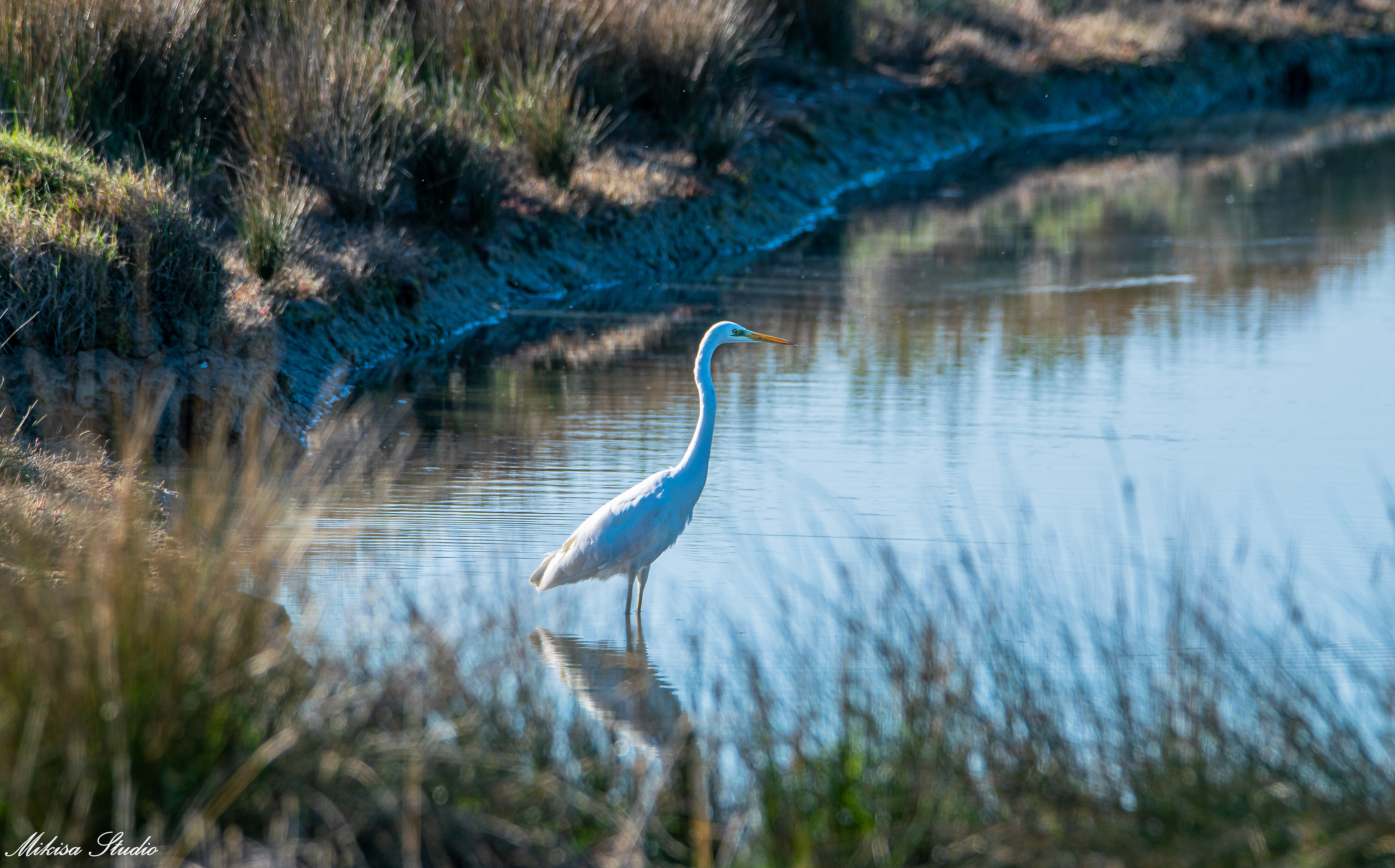 Grande aigrette dans les marais de Saint Gilles Croix de Vie photo 119