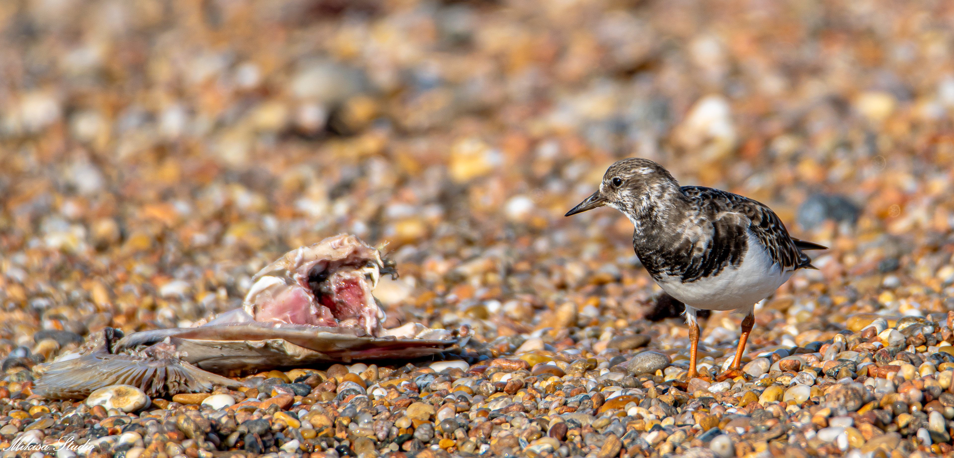 Un tourne pierre à collier mange une carcasse de poisson sur une plage de Vendée, photo 107