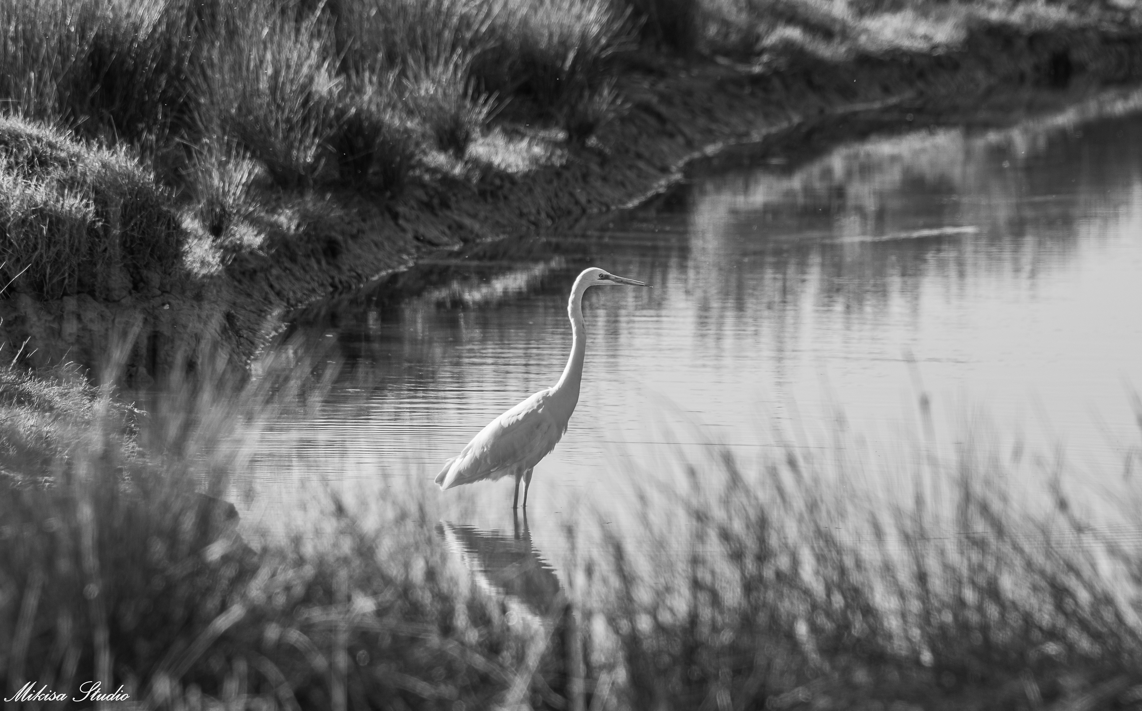Grande aigrette dans les marais de Saint Gilles Croix de Vie, noir et blanc photo 120