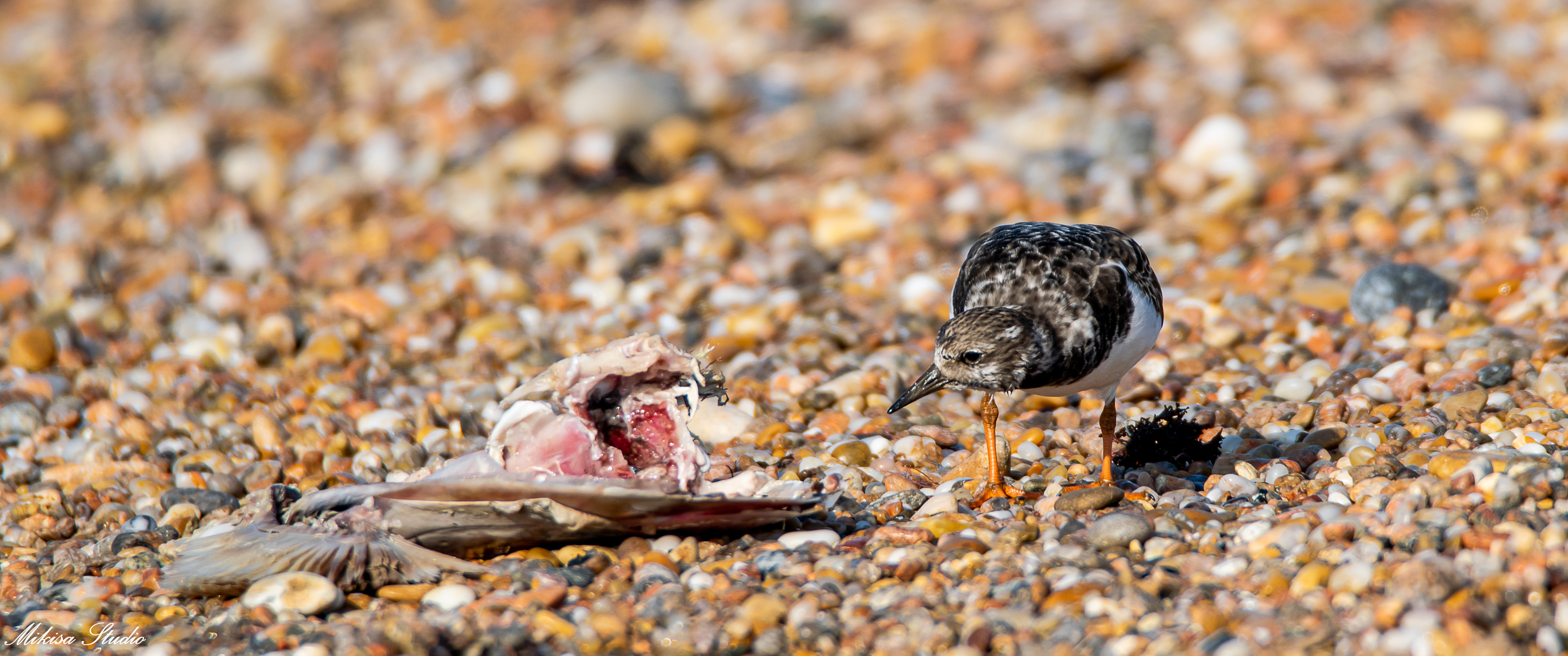 Un tourne pierre à collier mange une carcasse de poisson sur une plage de Vendée, photo 106