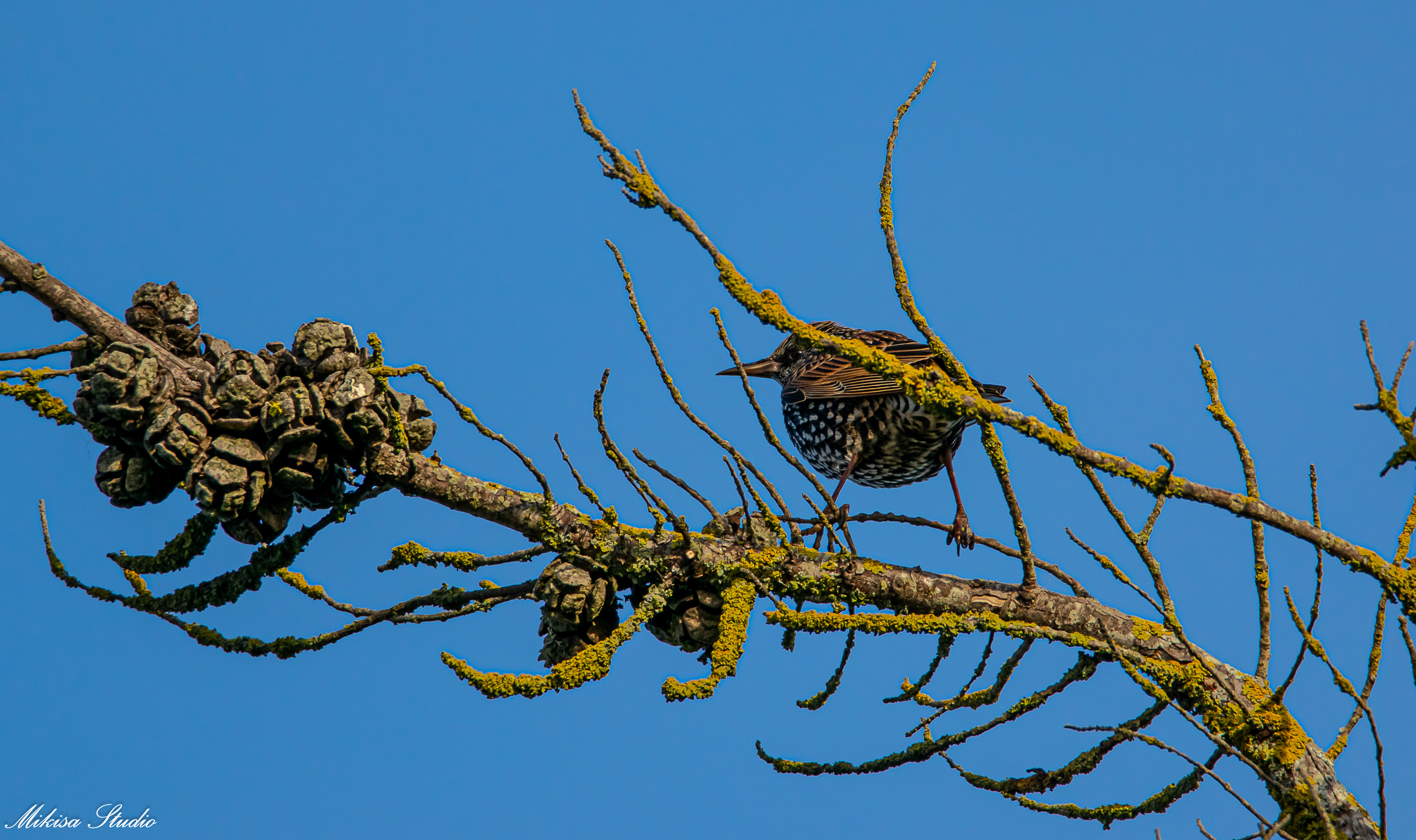 Etourneau Sansonnet sur une branche, photo 155