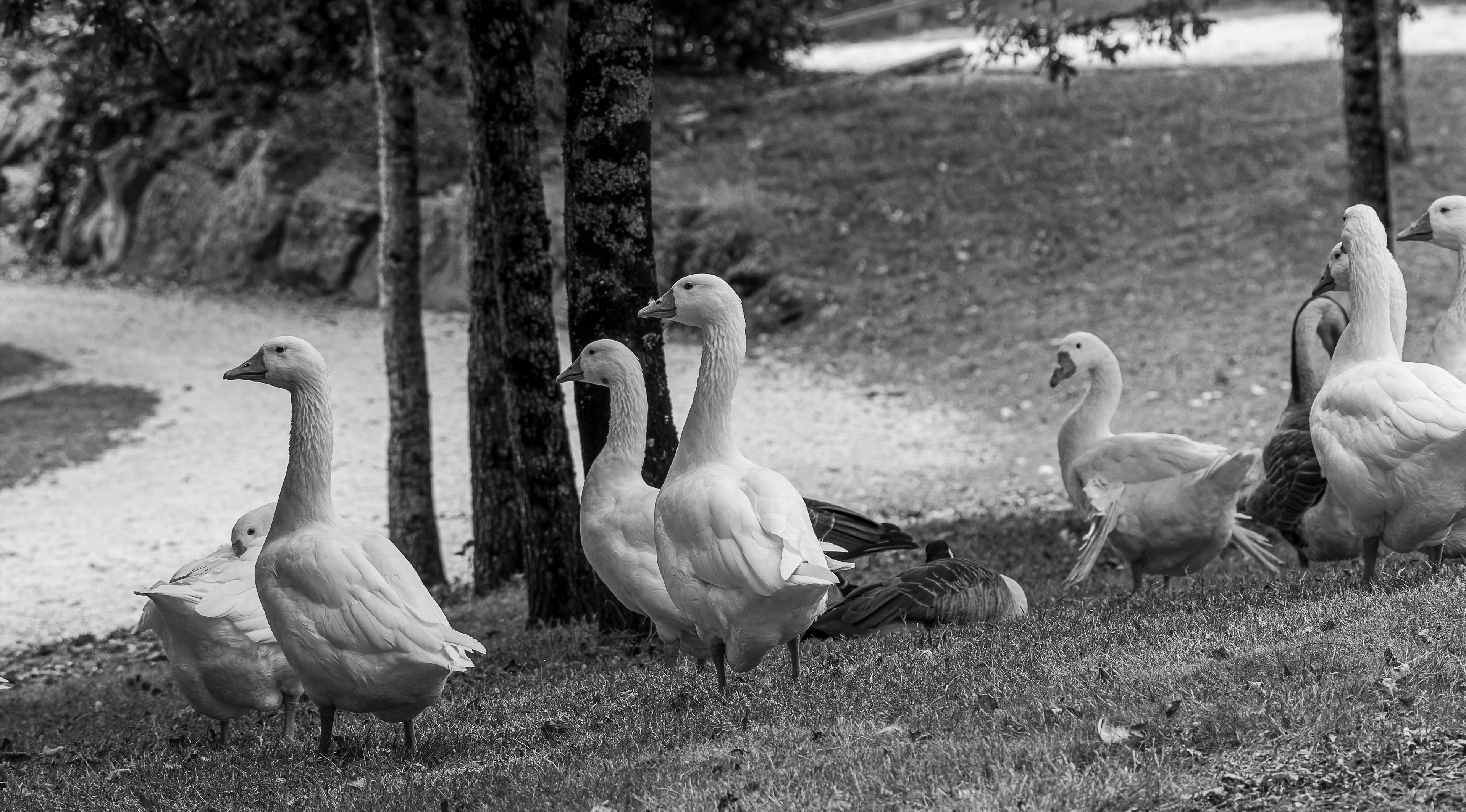 Oie des neiges, parc de la Sablière de Challans photo 152