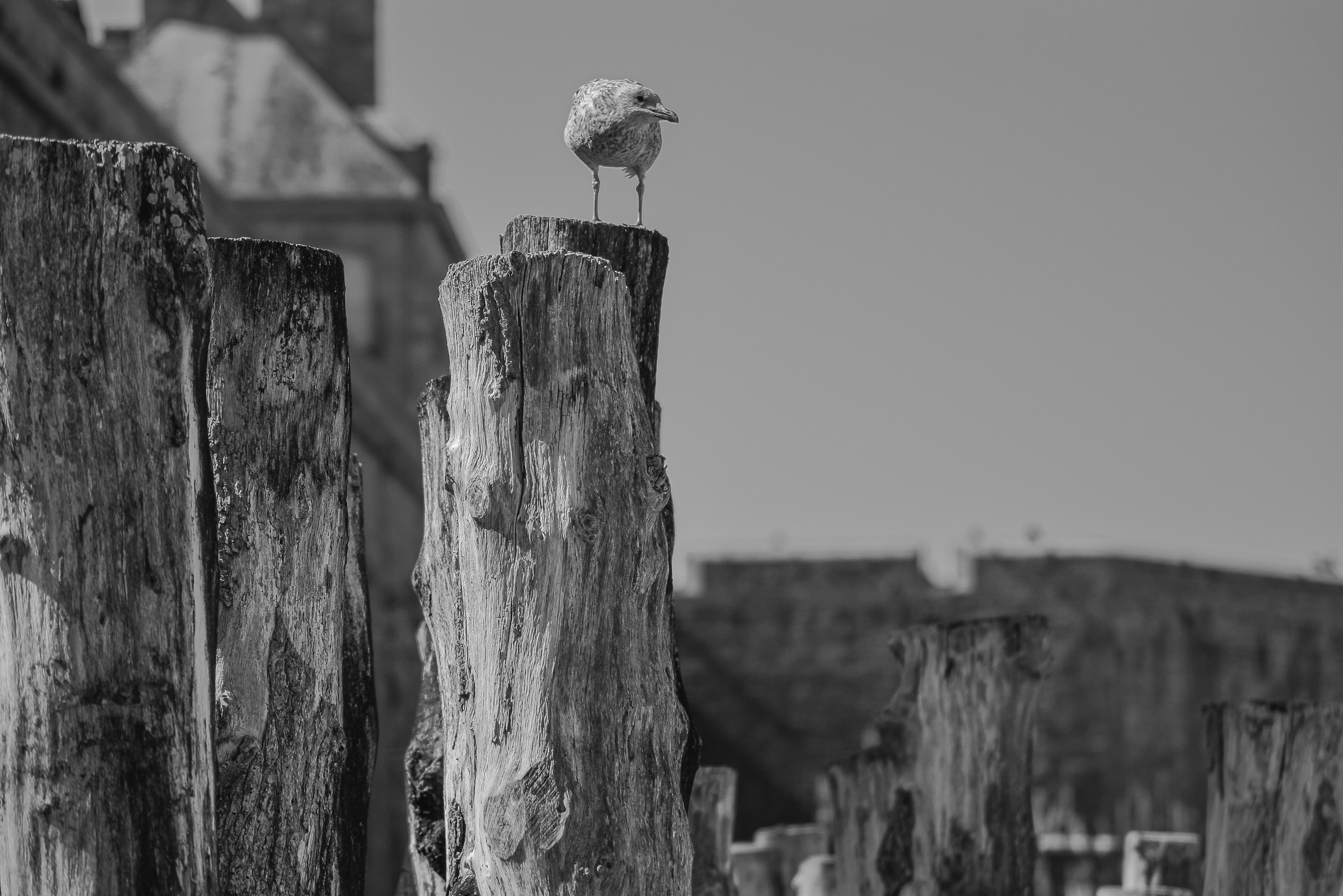 Une mouette sur les brise-lames au pied des remparts de Saint-Malo, photo noir et blanc 123
