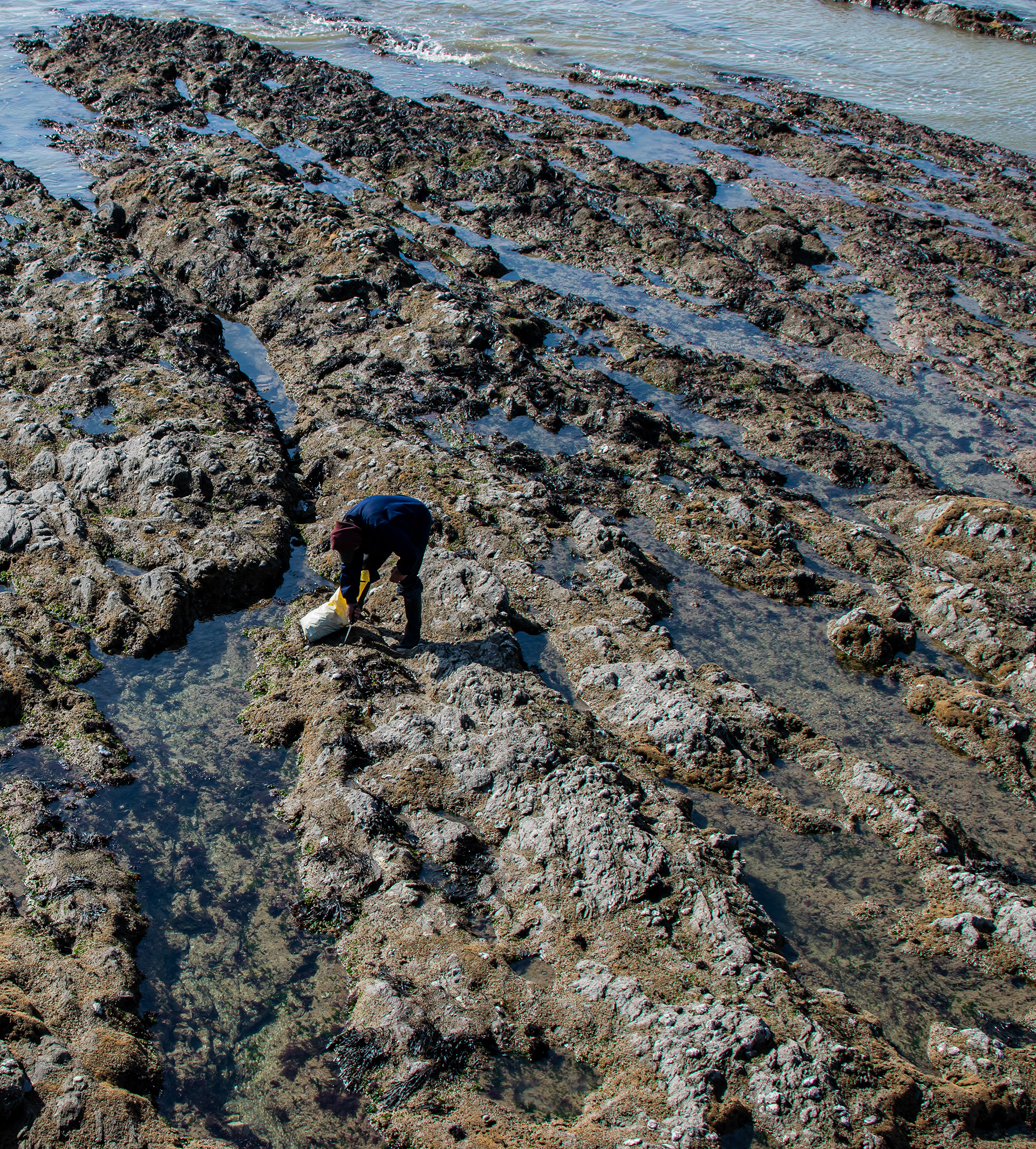Pêche à pied dans les rochers, Vendée photo 51
