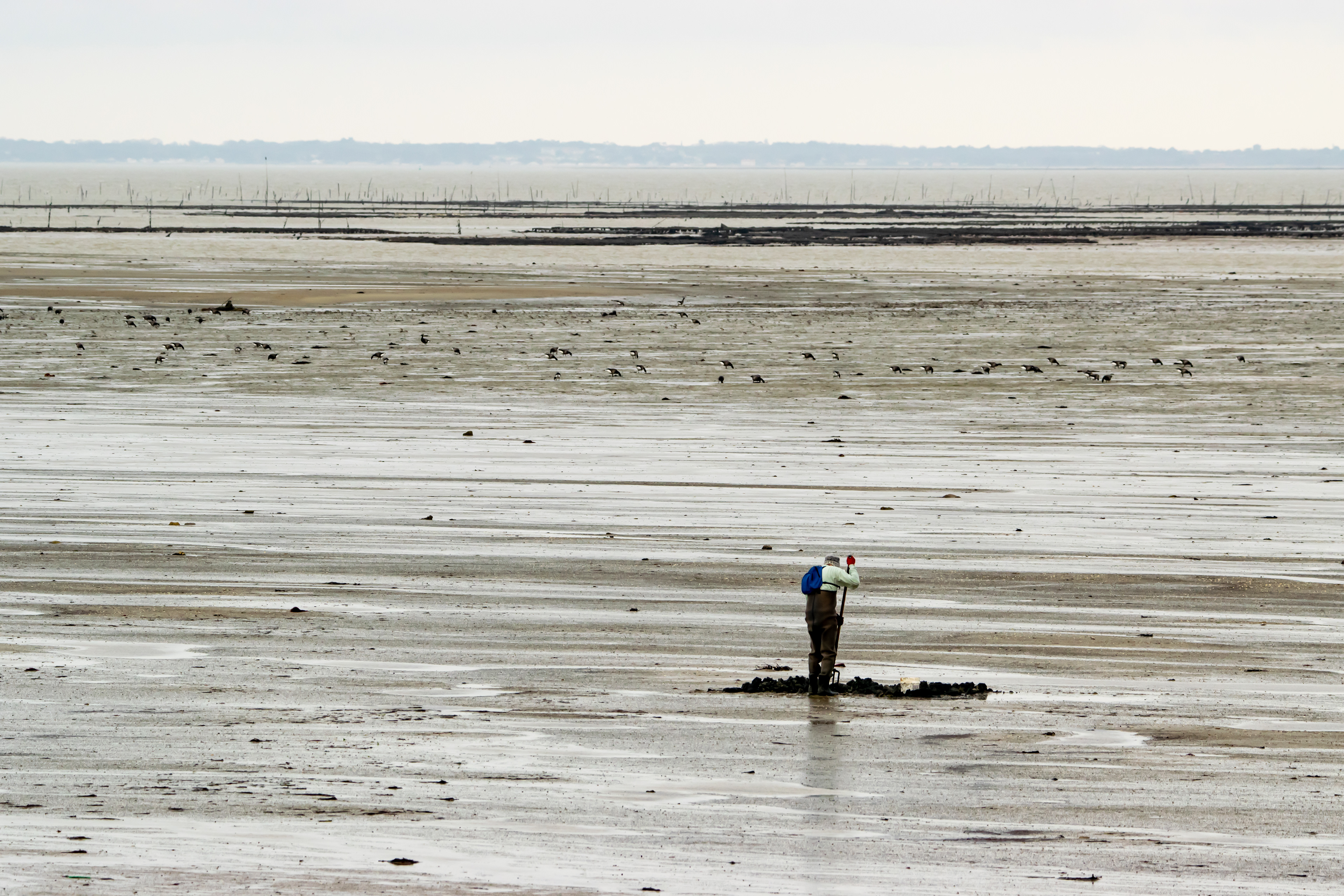 Pêche à pied au passage du Gois qui joint l’île de Noirmoutier au continent, Vendée photo 63