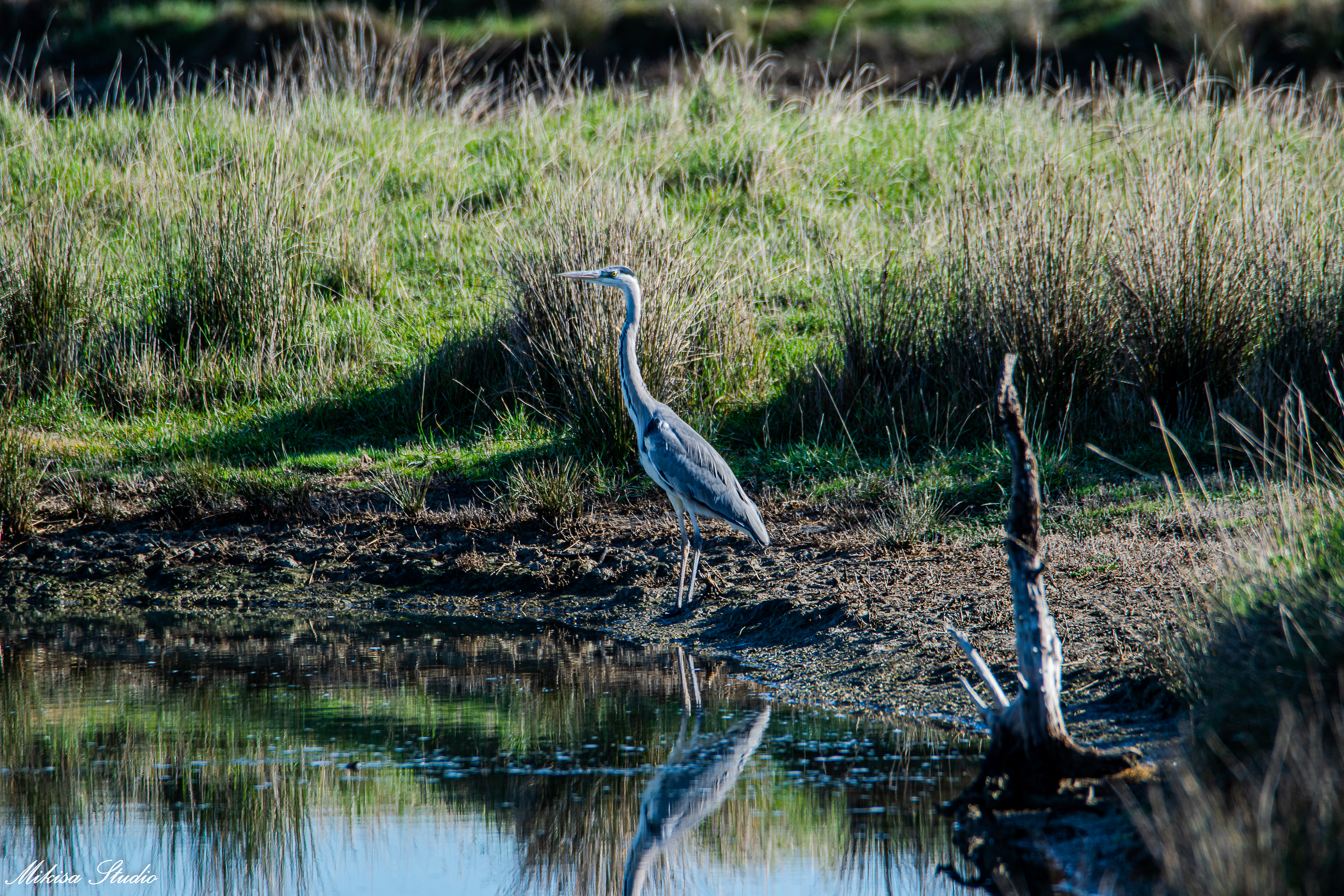 Héron cendré dans les marais de Saint Gilles Croix de Vie, photo 129