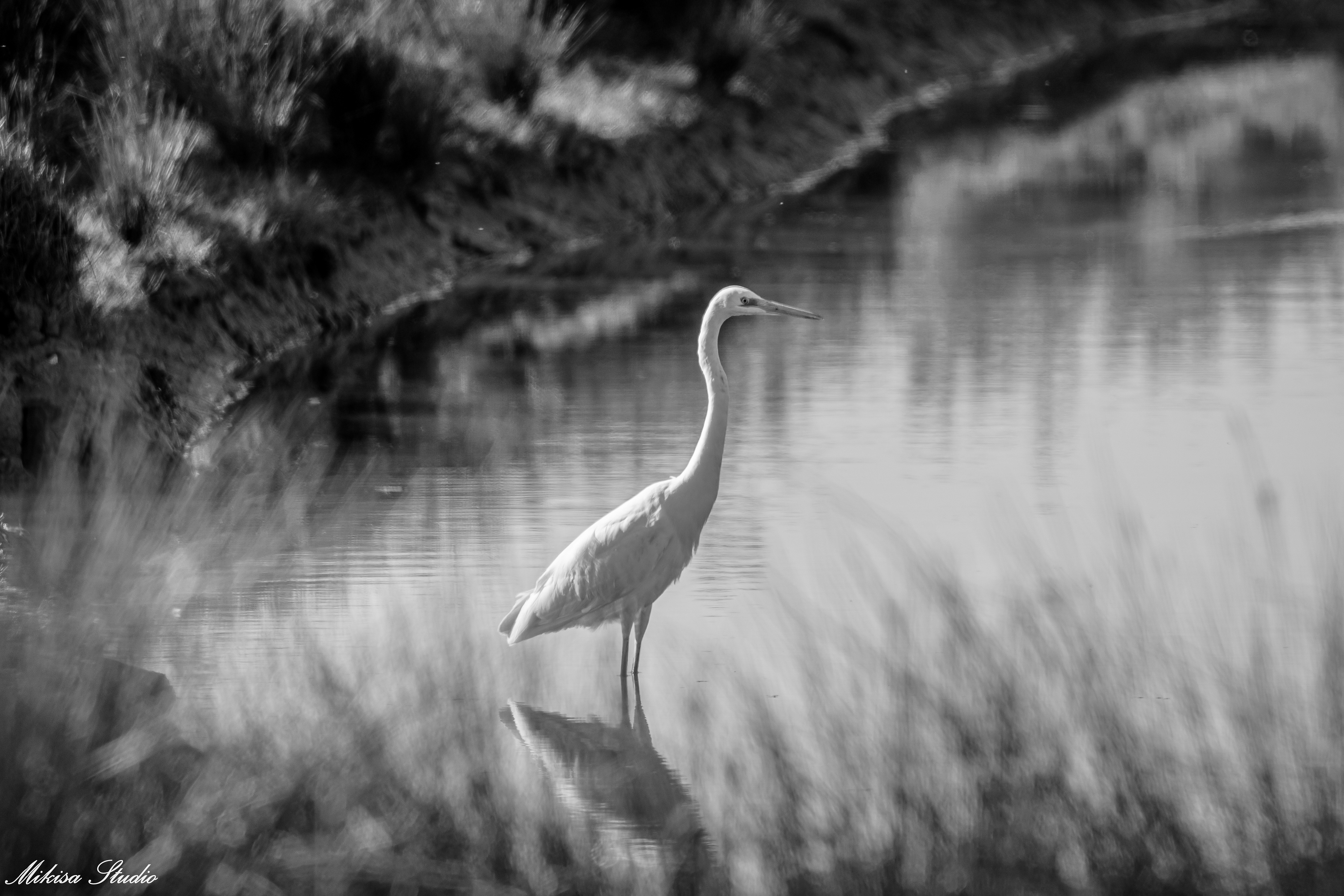 Grande aigrette dans les marais de Saint Gilles Croix de Vie, noir et blanc photo 121