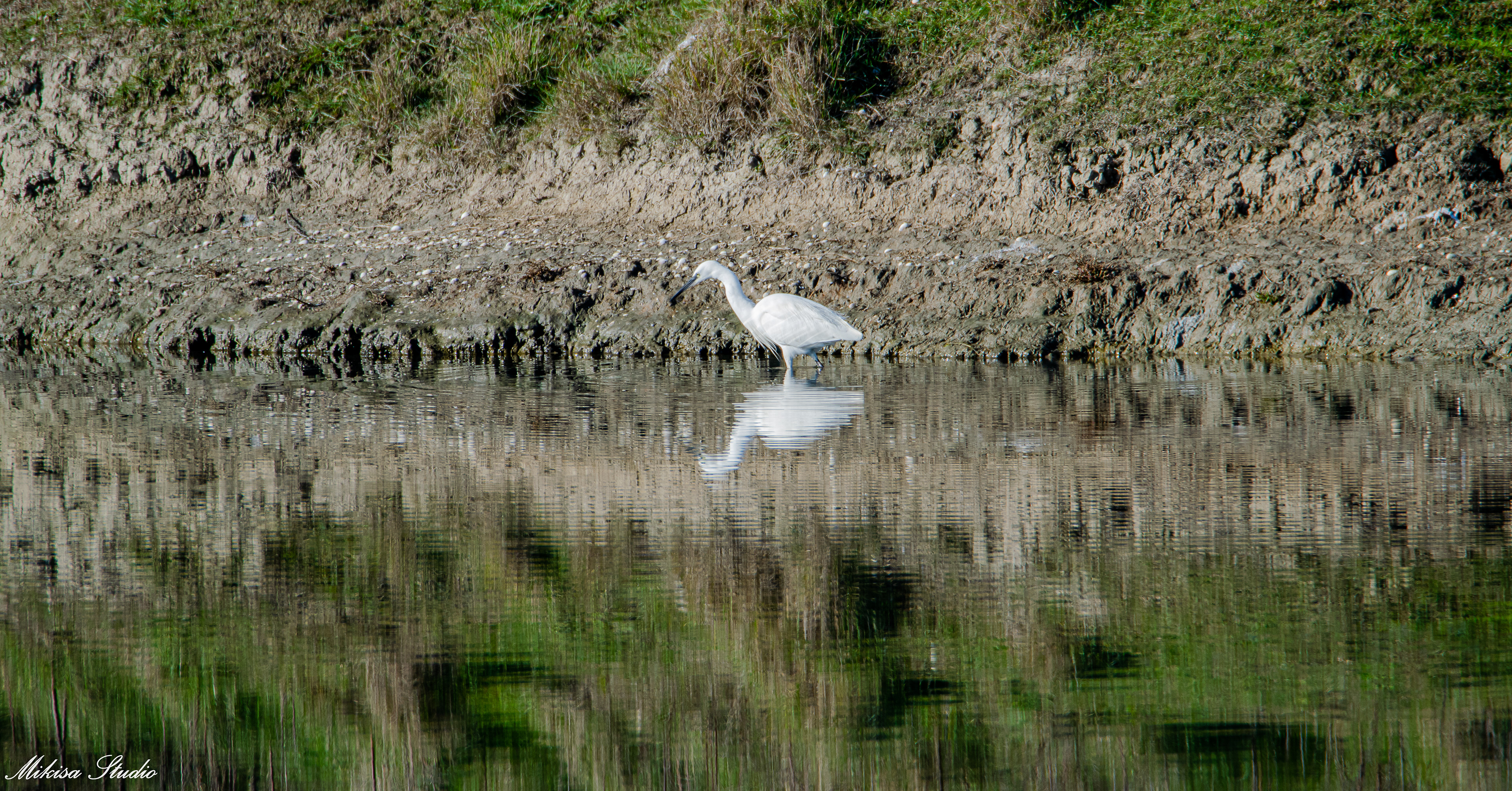 Grande aigrette dans les marais de Saint Gilles Croix de Vie, photo 122