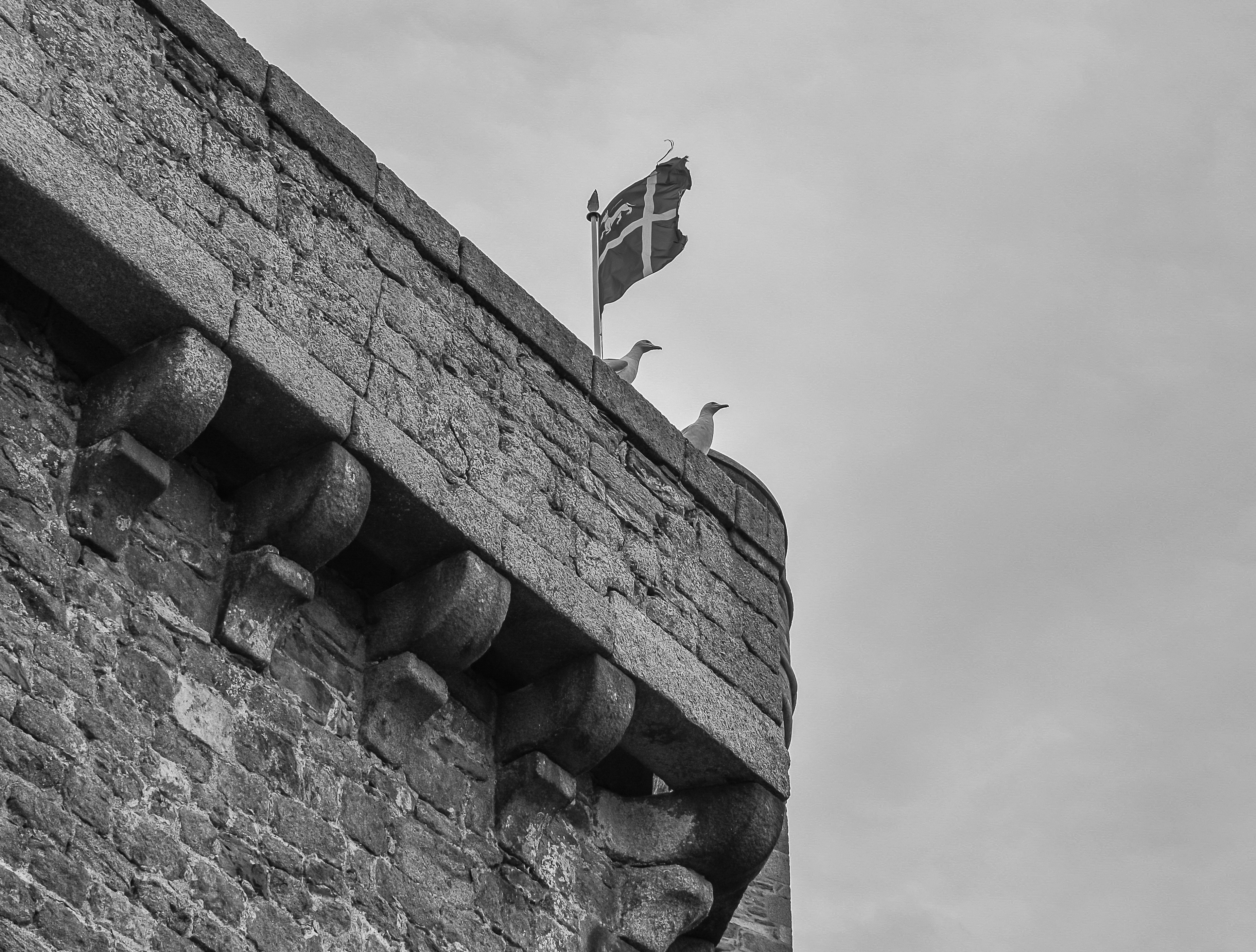 Deux mouettes sous le drapeau Malouin des remparts de Saint Malo photo noir et blanc 130