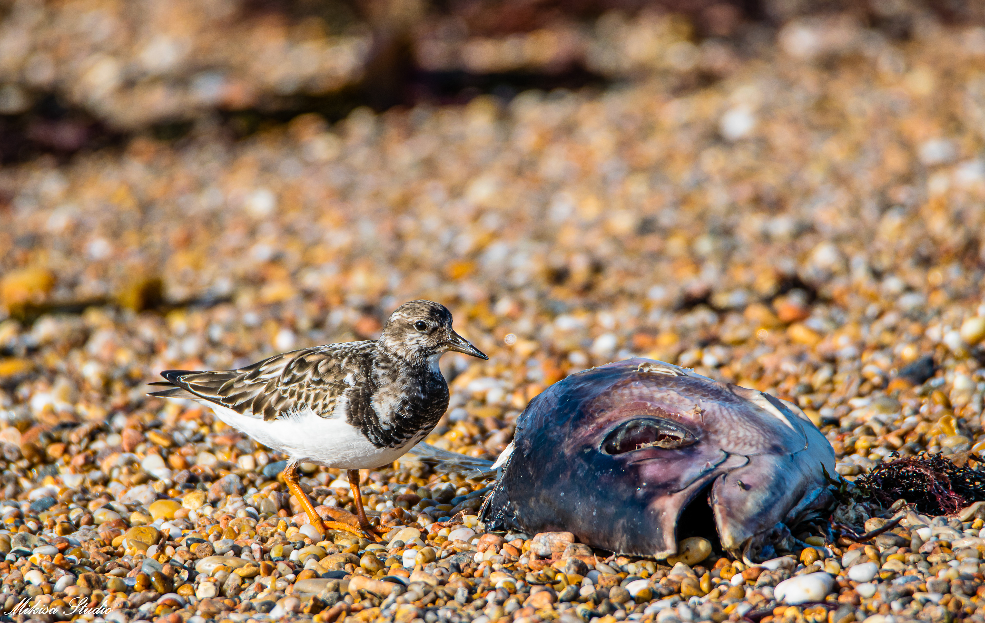 Un tourne pierre à collier mange une carcasse de poisson sur une plage de Vendée, photo 111