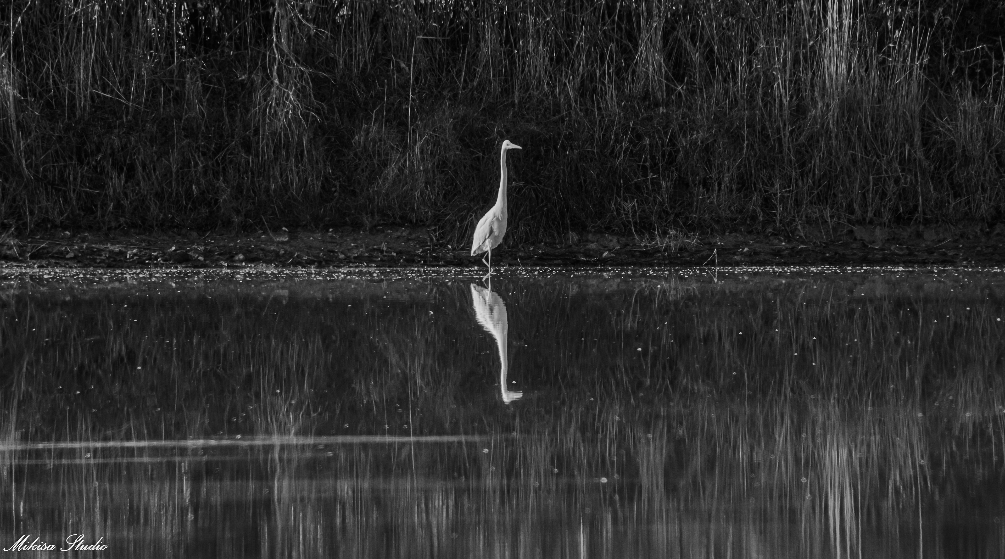 Grande aigrette dans les marais de Saint Gilles Croix de Vie, noir et blanc reflets dans l'eau photo noir et blanc photo 125