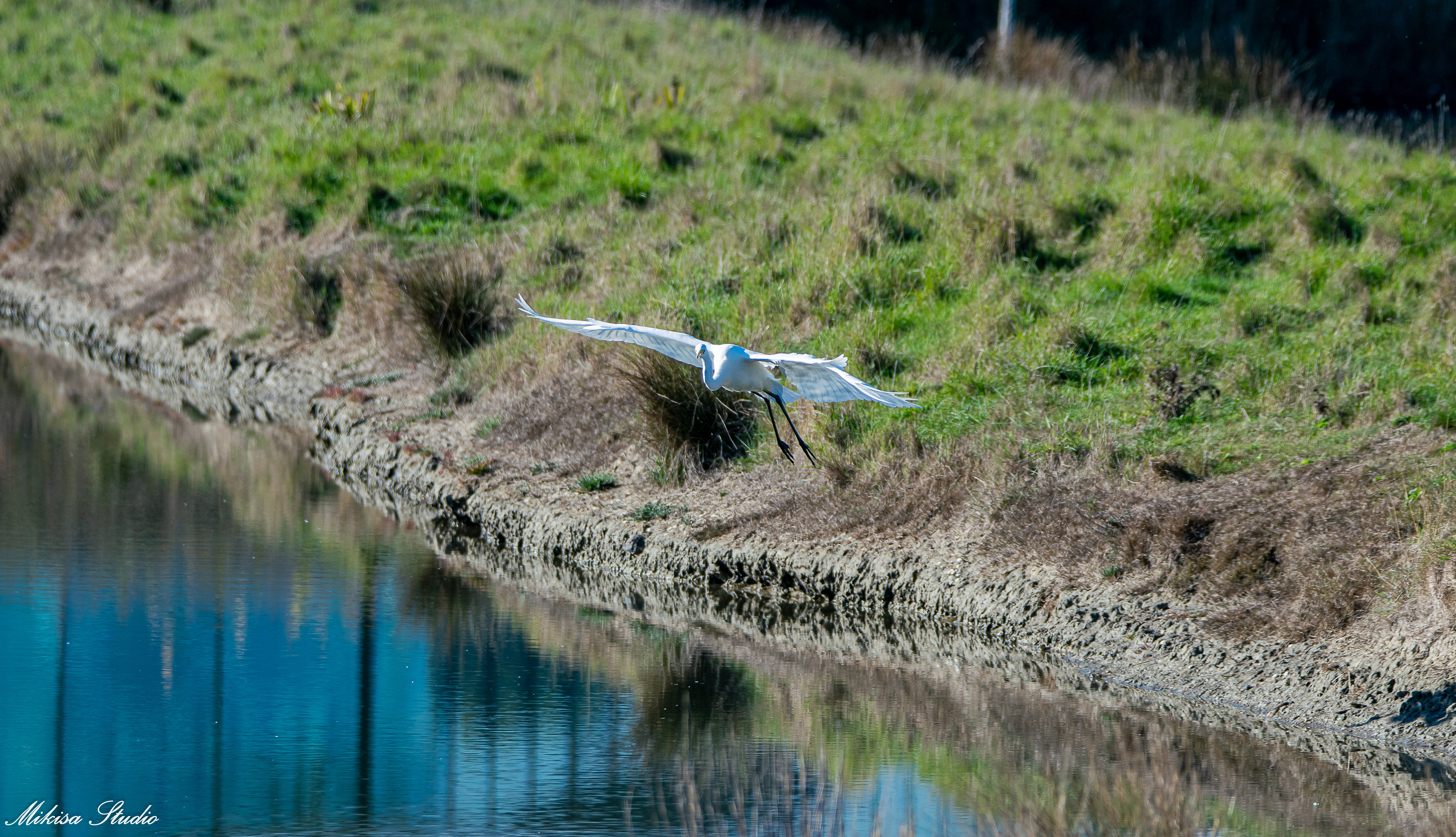 Grande aigrette en vol dans les marais de Saint Gilles Croix de Vie photo 115