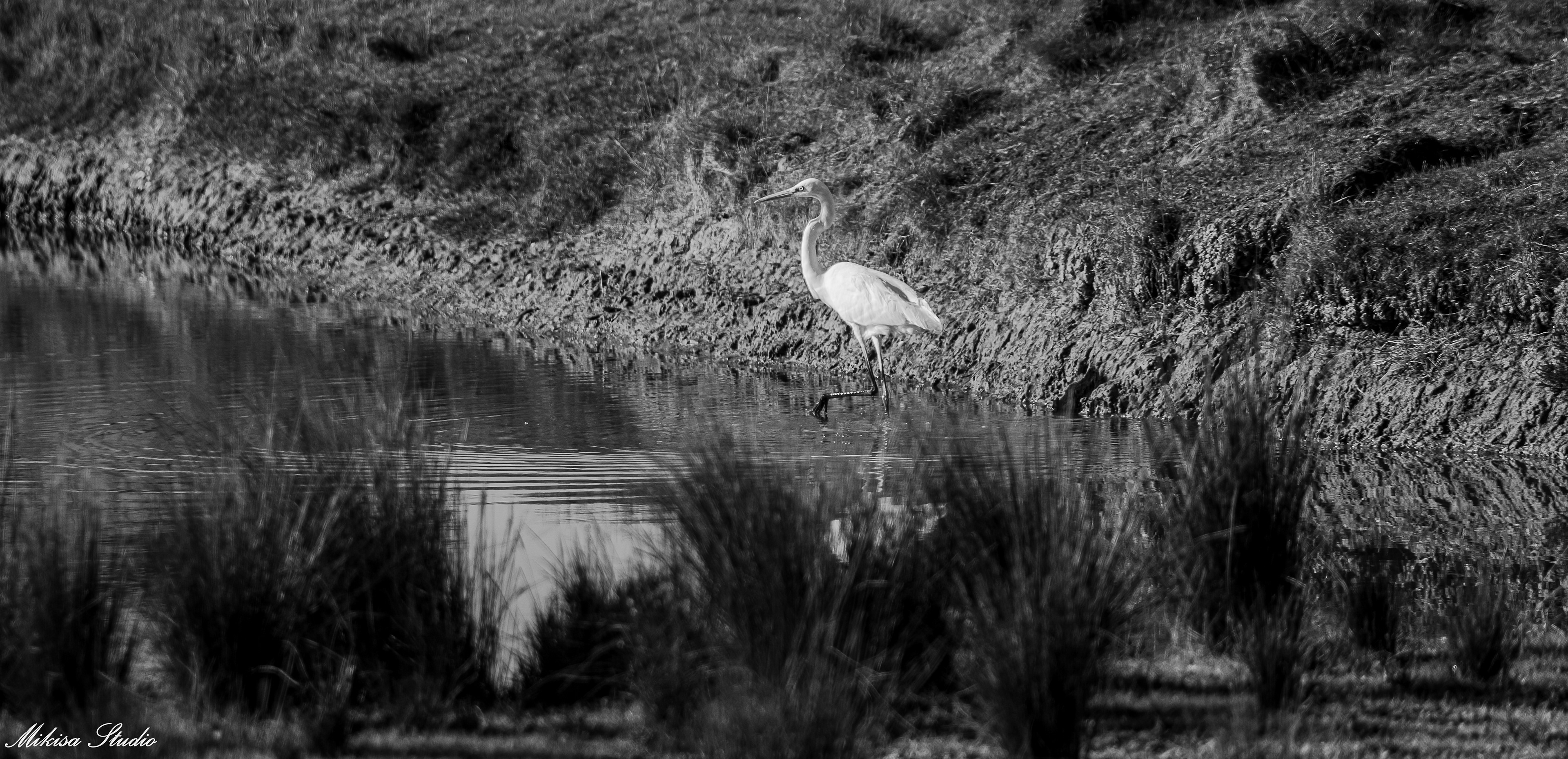 Grande aigrette dans les marais de Saint Gilles Croix de Vie ,noir et blanc photo 118