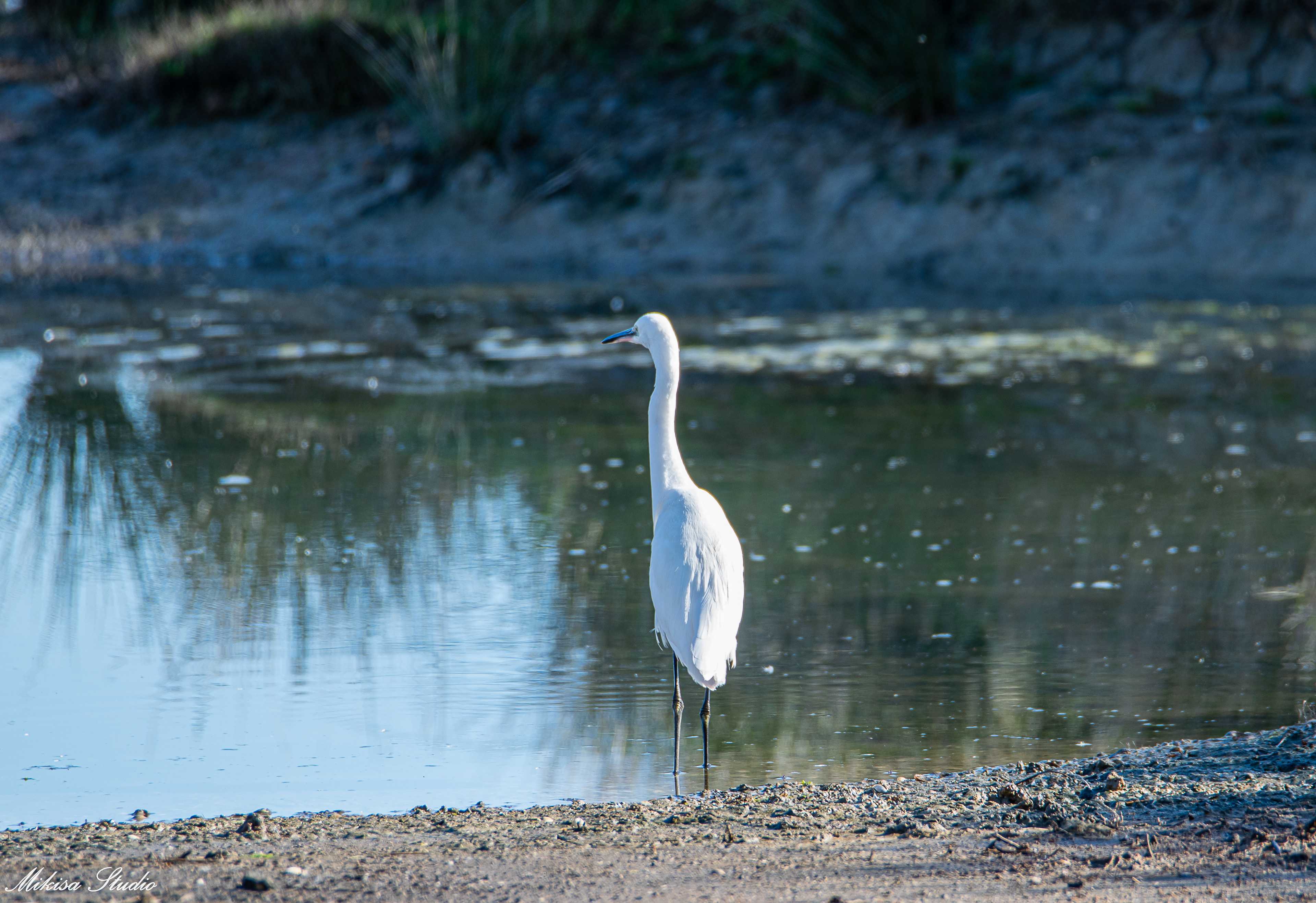 Grande aigrette dans les marais de Saint Gilles Croix de Vie, photo 128