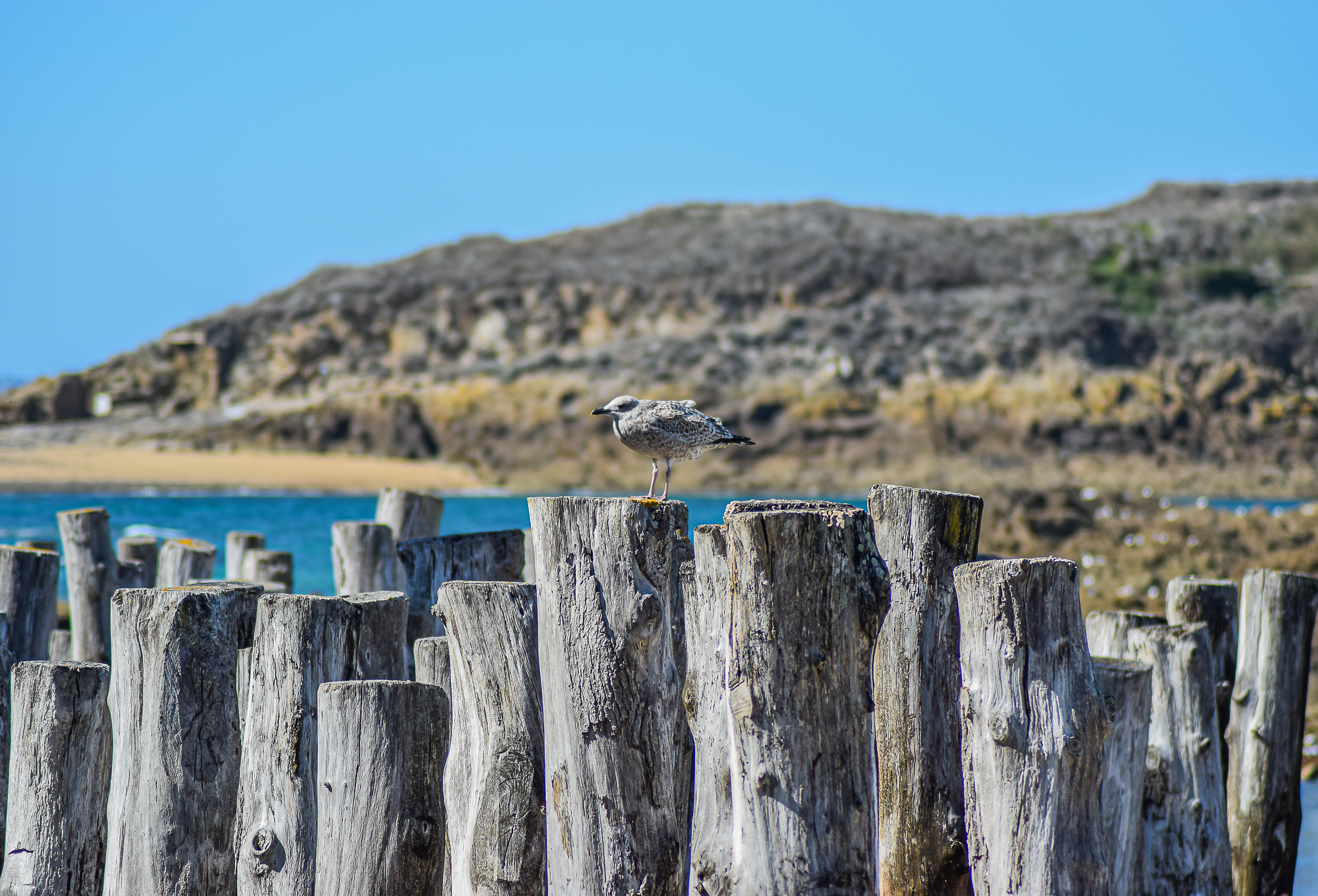 Une mouette sur les brise-lames au pied des remparts de Saint-Malo, photo 121