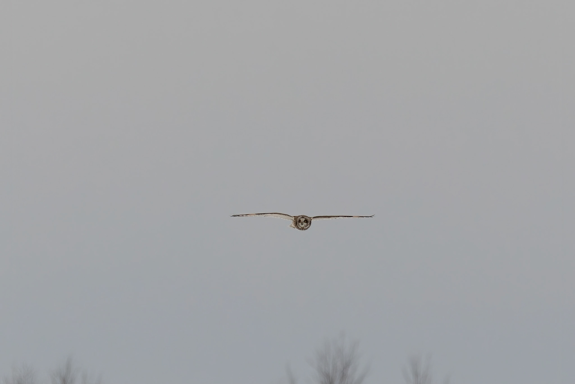 Short Eared Owl at Washington County Grasslands