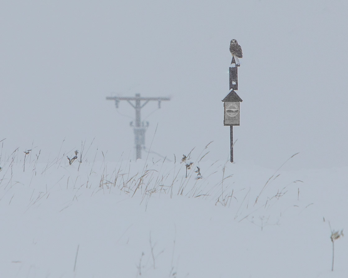Short Eared Owl at Washington County Grasslands