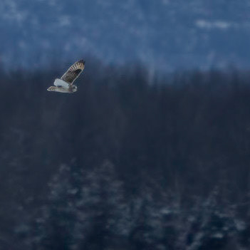Short Eared Owl at Shawangunk Grasslands