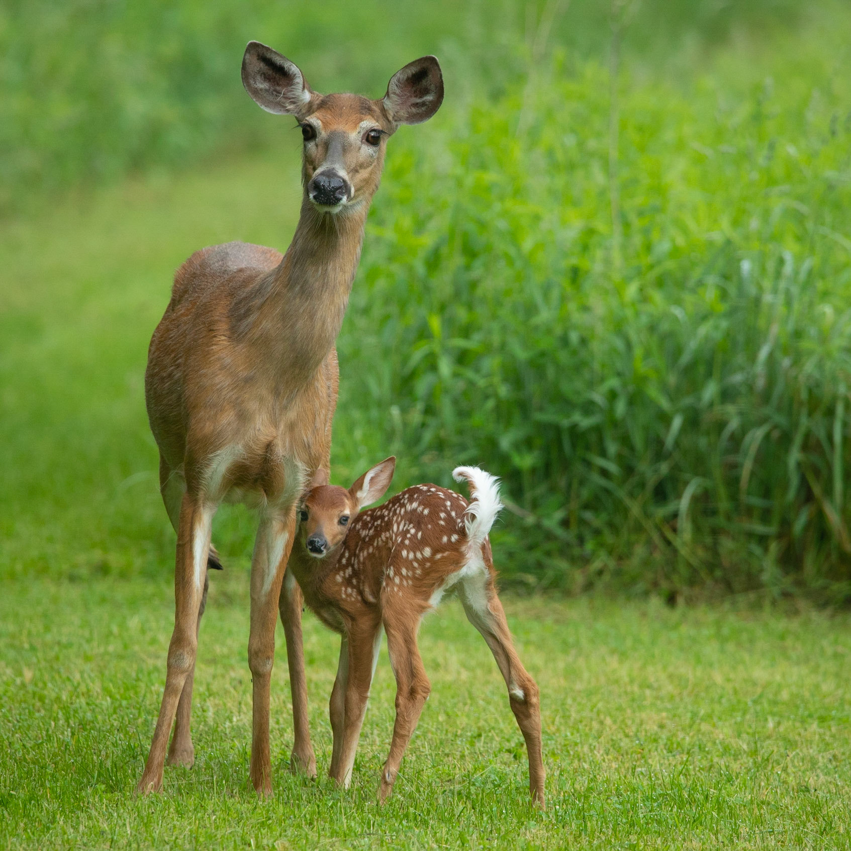 Doe and Fawn