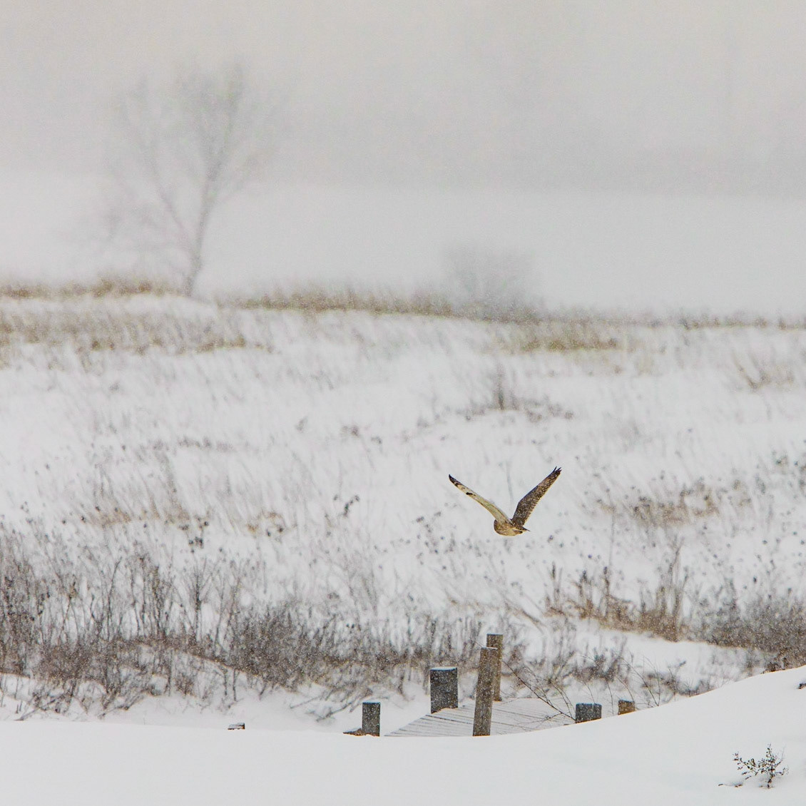 Short Eared Owl at Washington County Grasslands