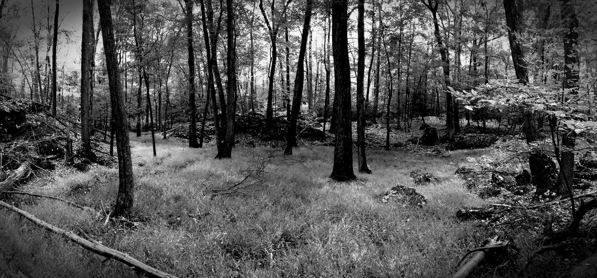 Black and White Forest