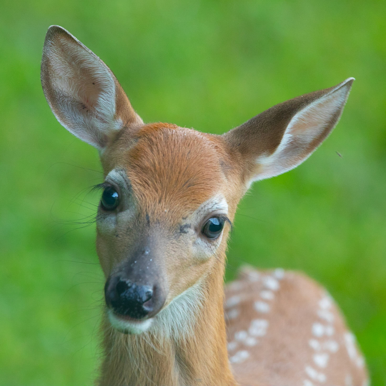 Fawn