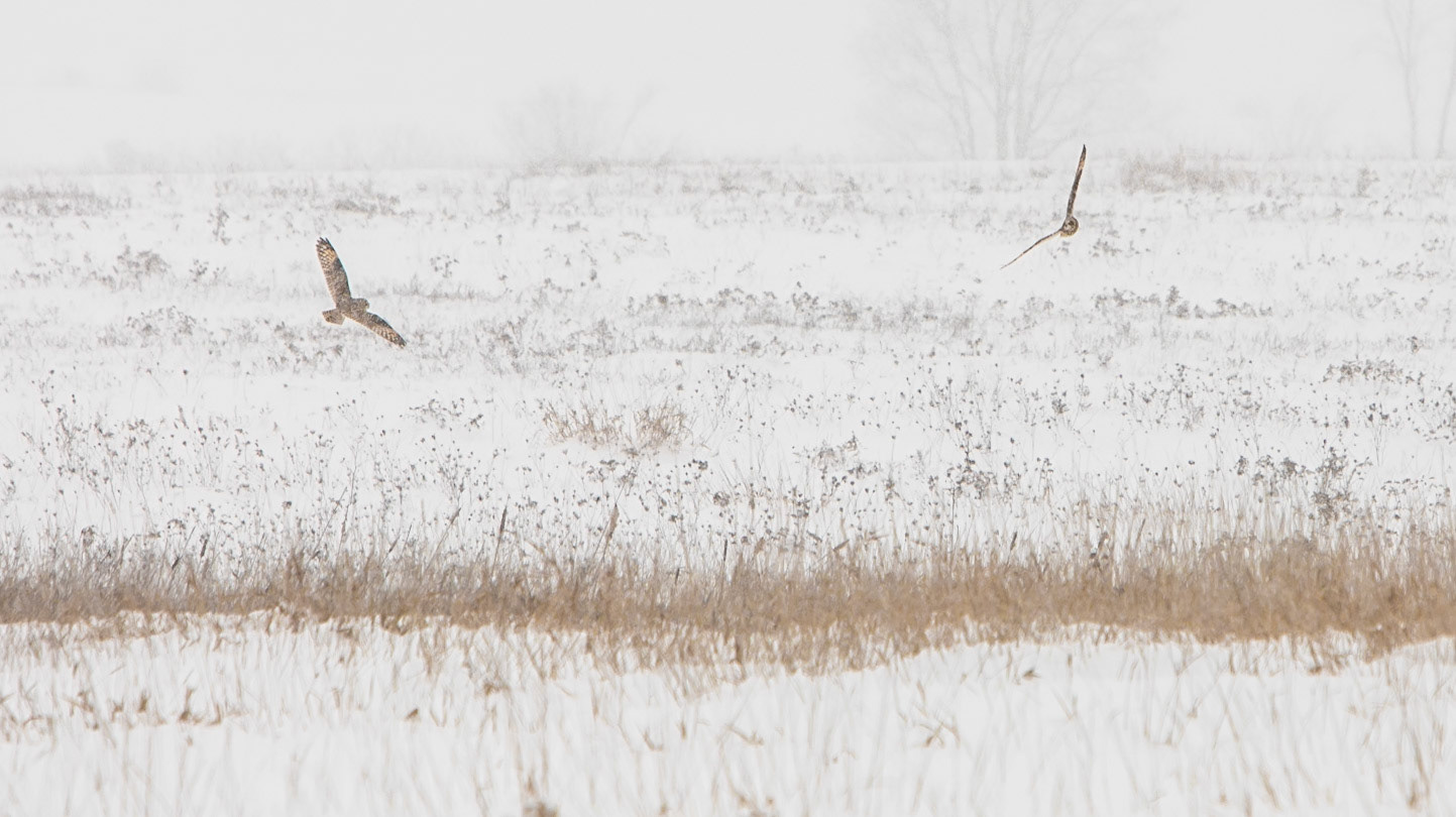 Short Eared Owls at Washington County Grasslands