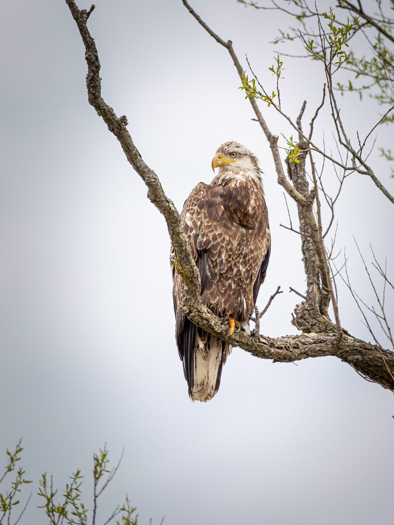 American Bald Eagle