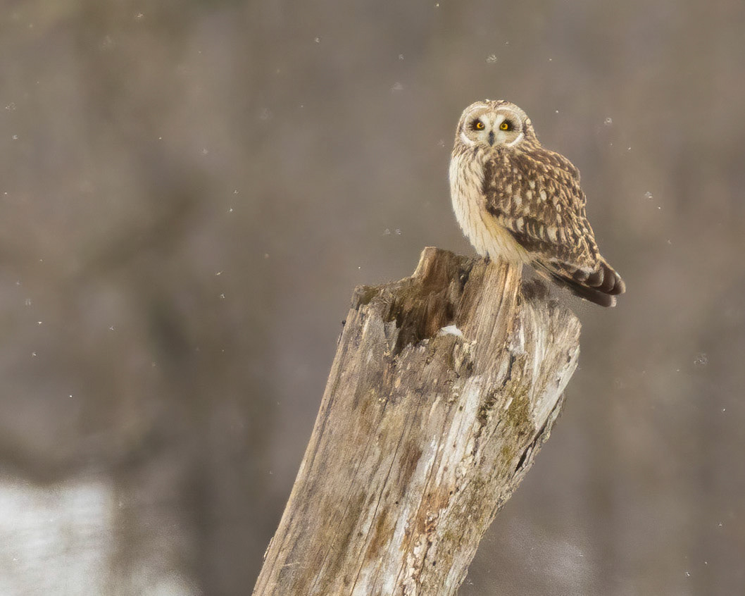 Short Eared Owl at Washington County Grasslands