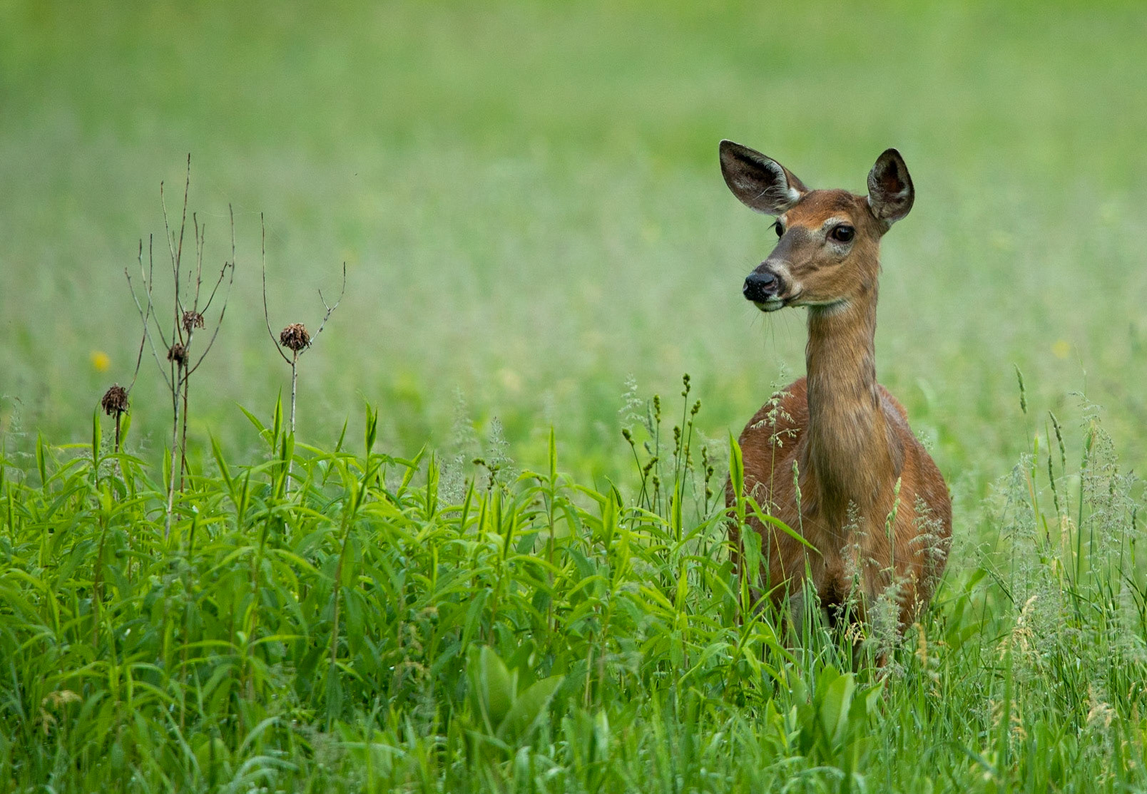 Doe