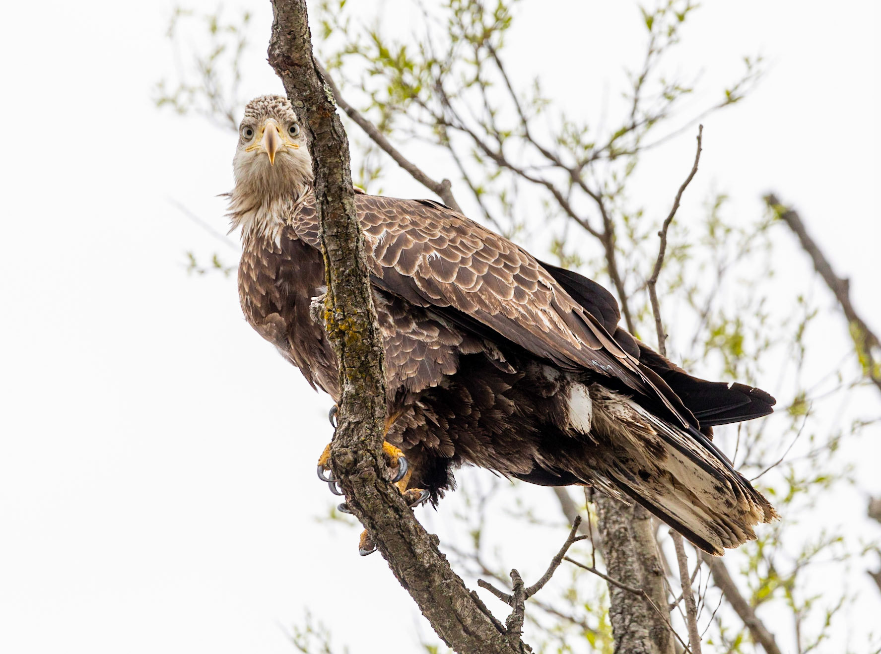 Bald Eagle