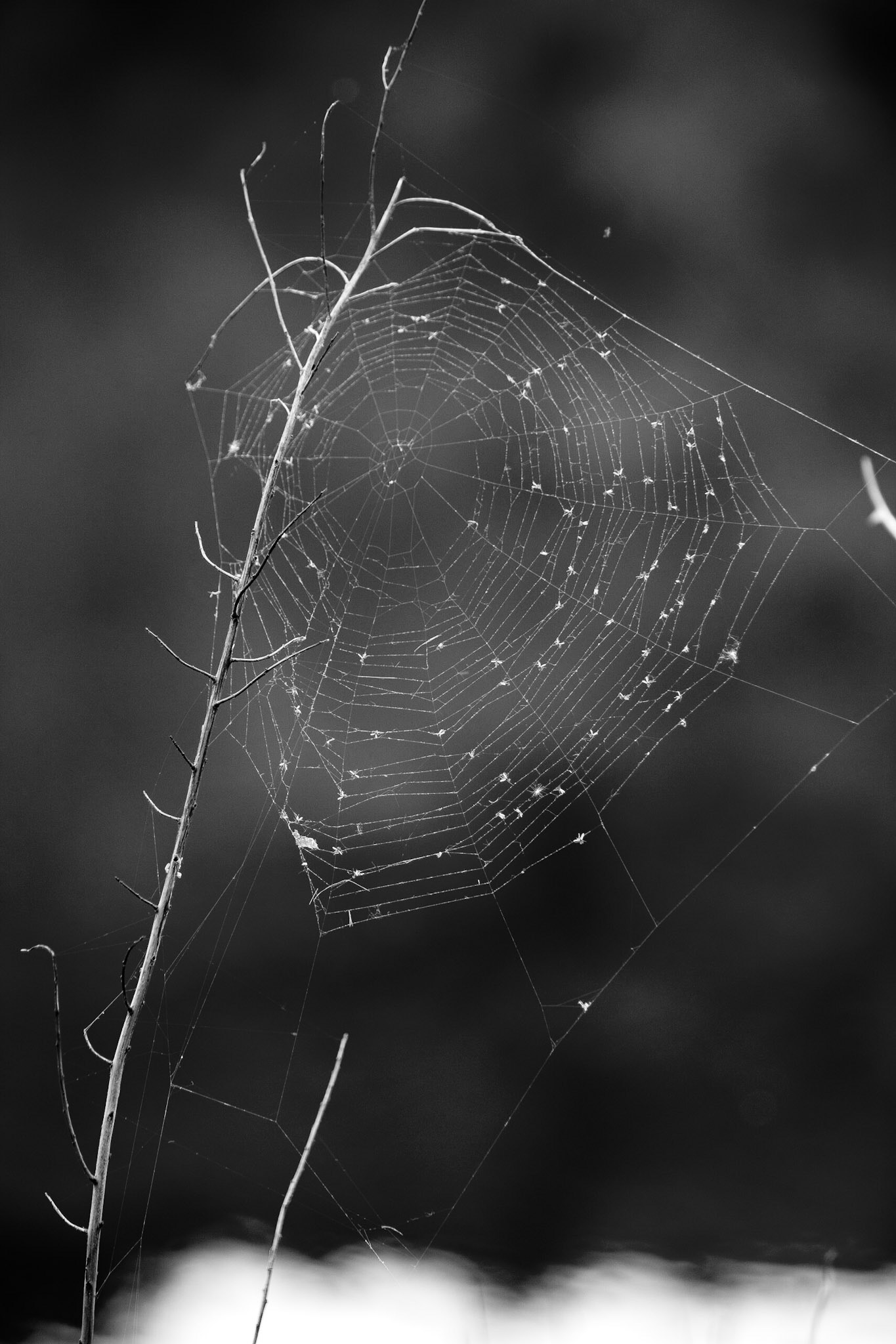 Spider Web