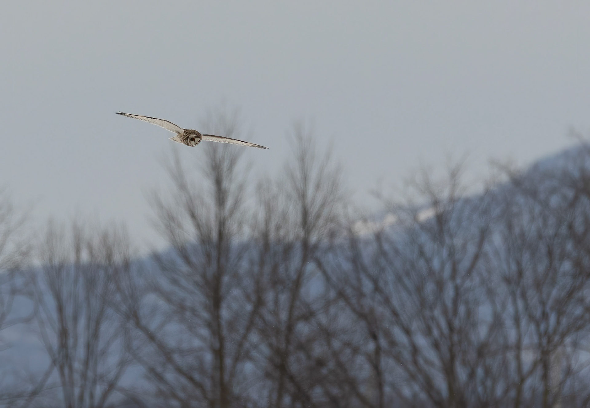 Short Eared Owl at Washington County Grasslands