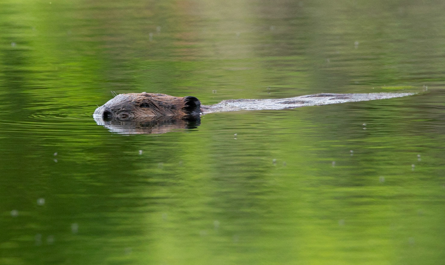 Beaver