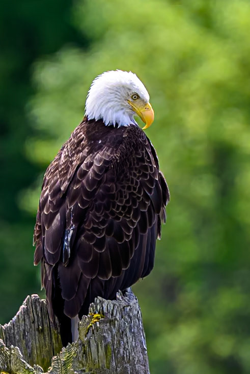 Z8 + 70-200 f/2.8 + 2.0x TC :: ISO 500 :: 400mm f/5.6 :: 1/1600 sec :: Copyright © 2023 Jesper Angelo Photography