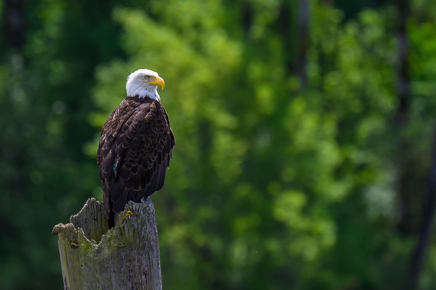Z8 + 70-200 f/2.8 + 2.0x TC :: ISO 500 :: 400mm f/5.6 :: 1/1600 sec :: Copyright © 2023 Jesper Angelo Photography