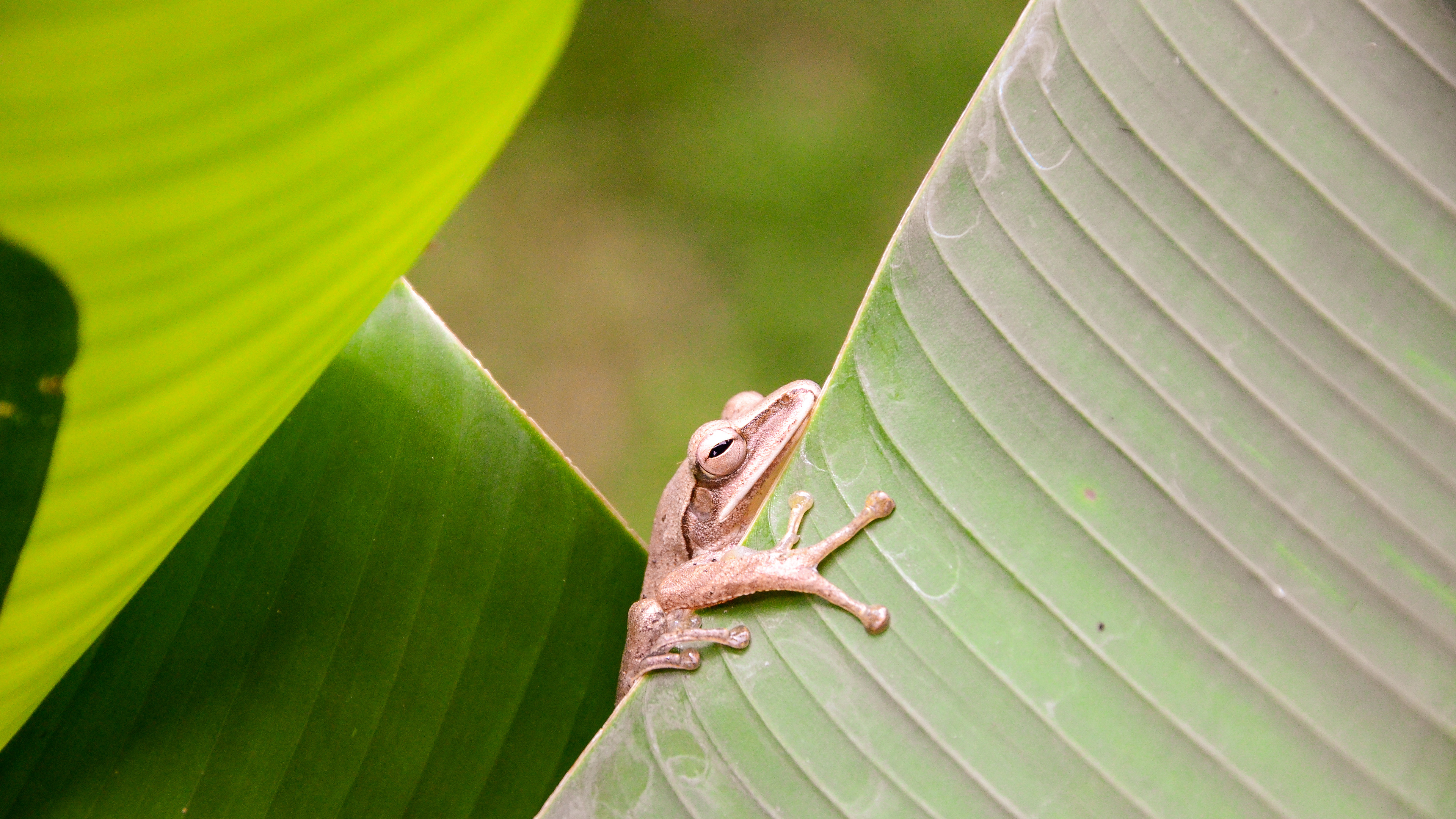 Bali, Indonesia, 2014