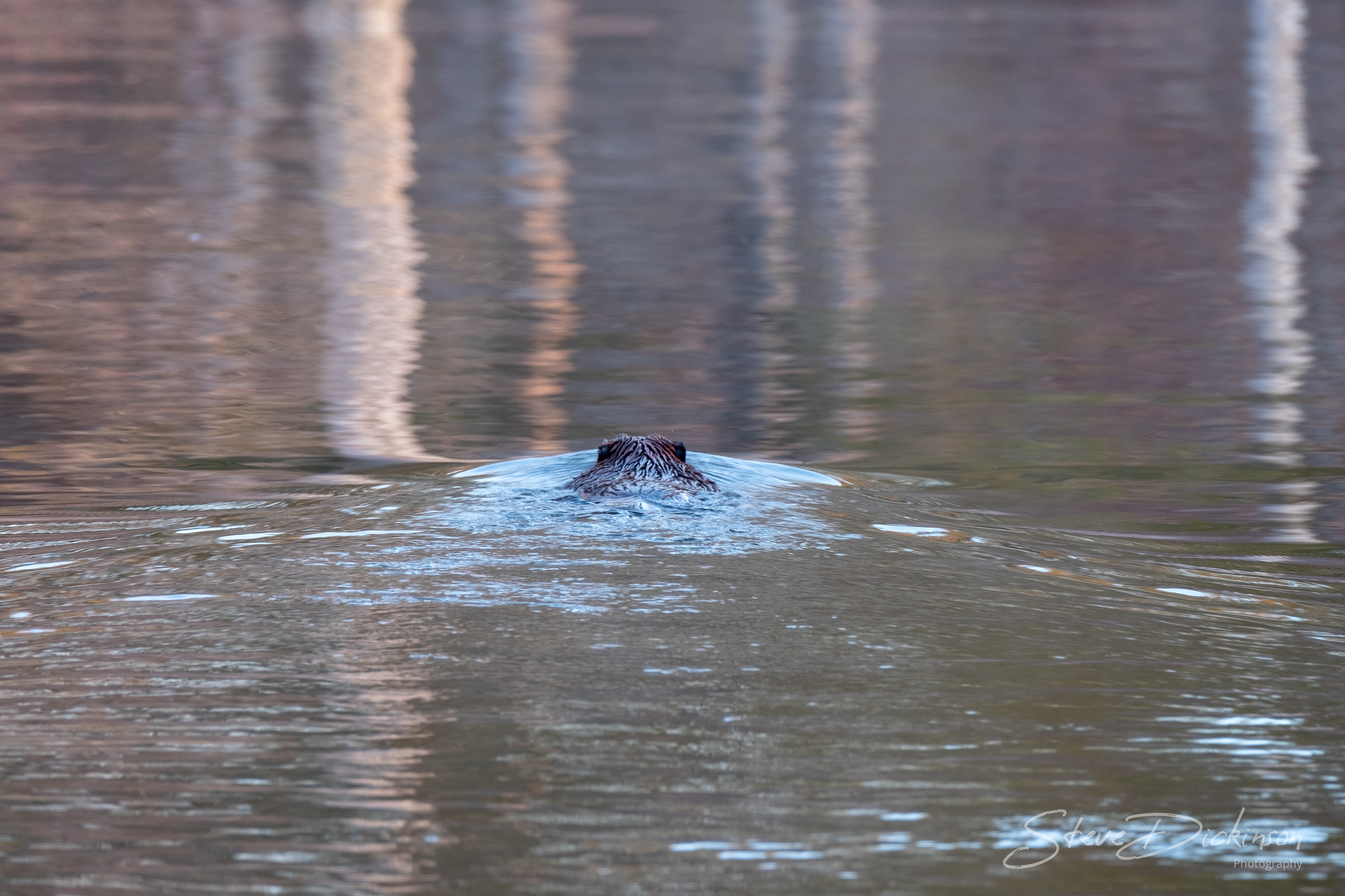 Otter - Lake Anna, VA