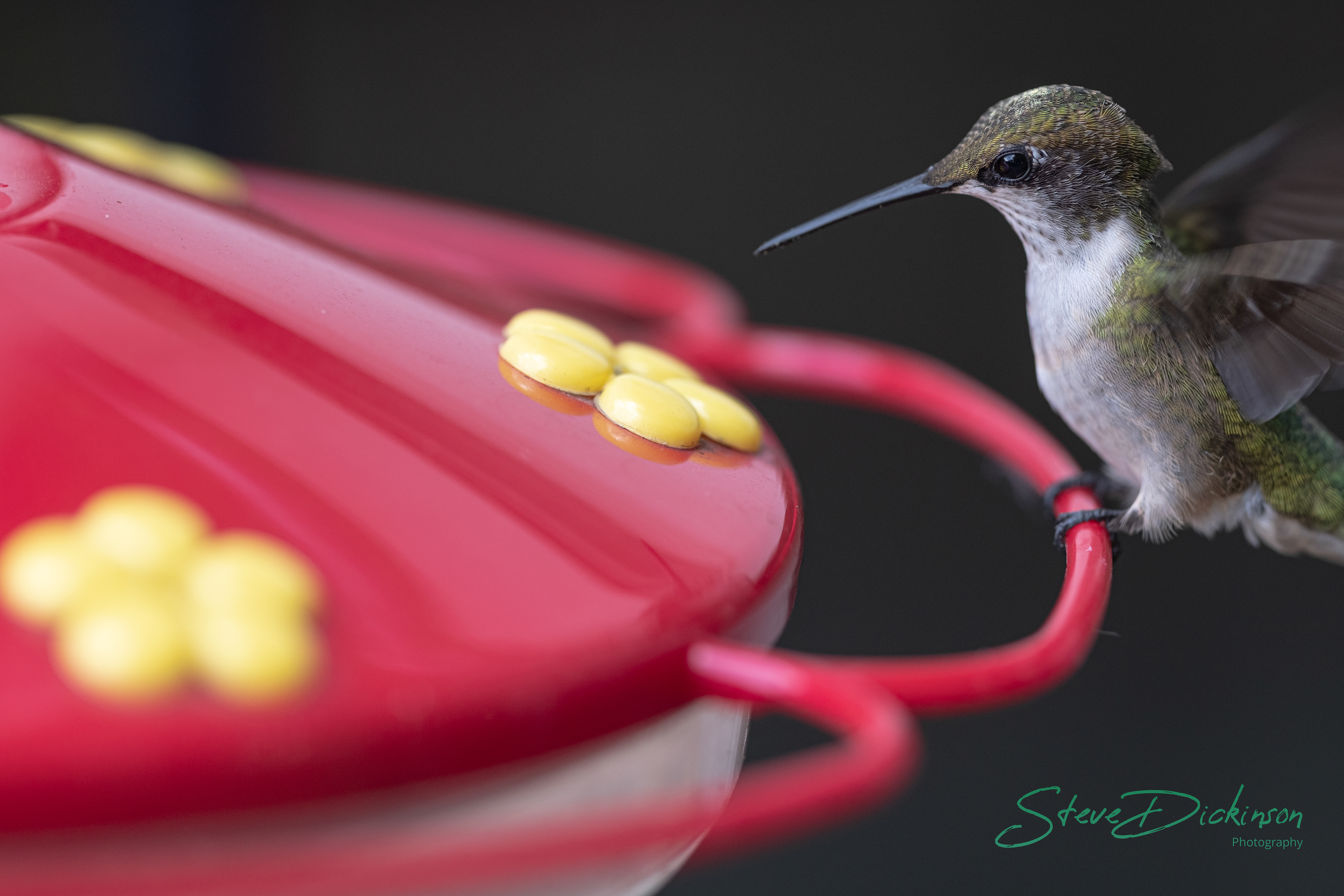 Hummingbird