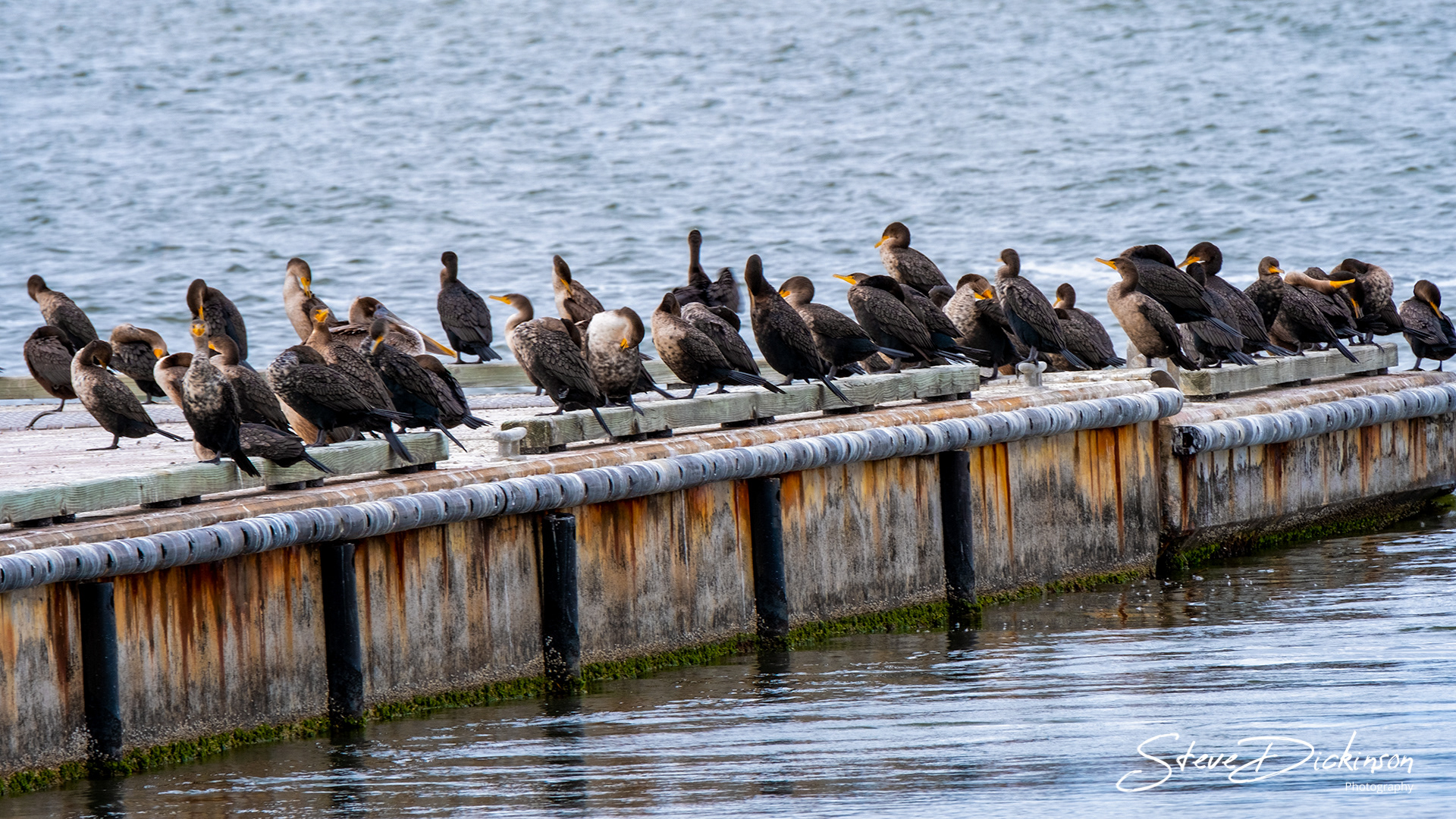 Birds - York County, VA