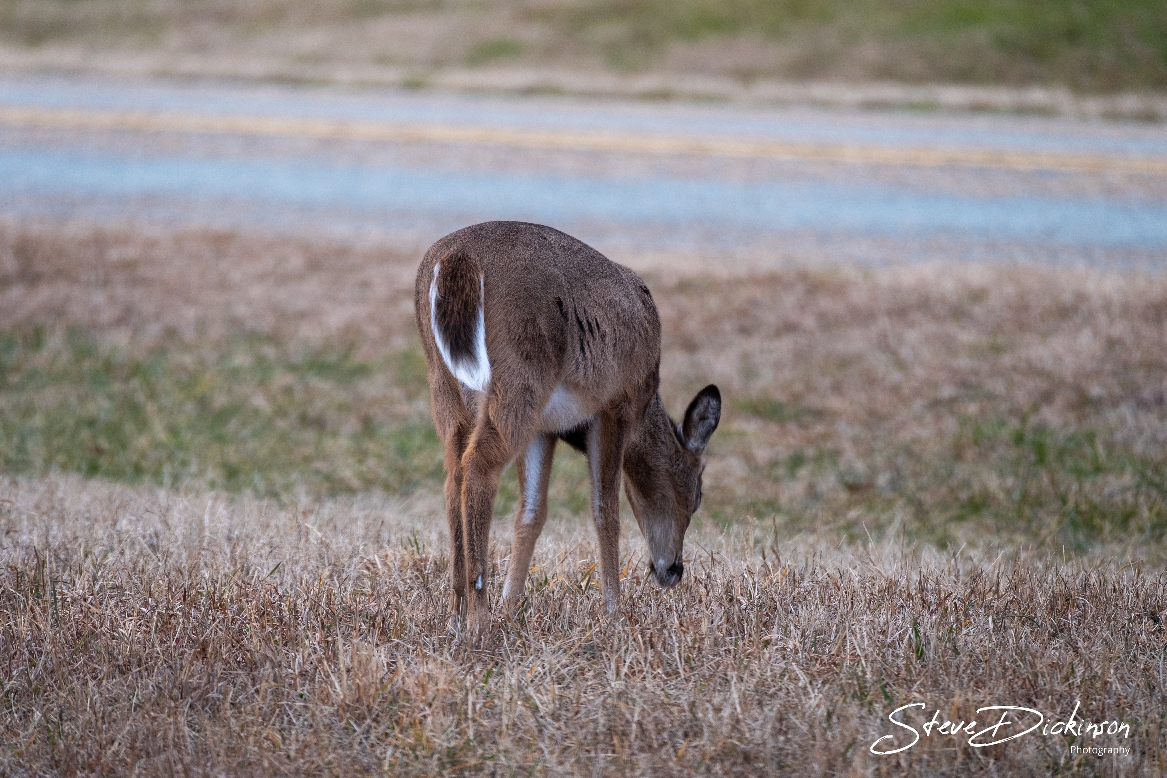 Deer - York County, VA